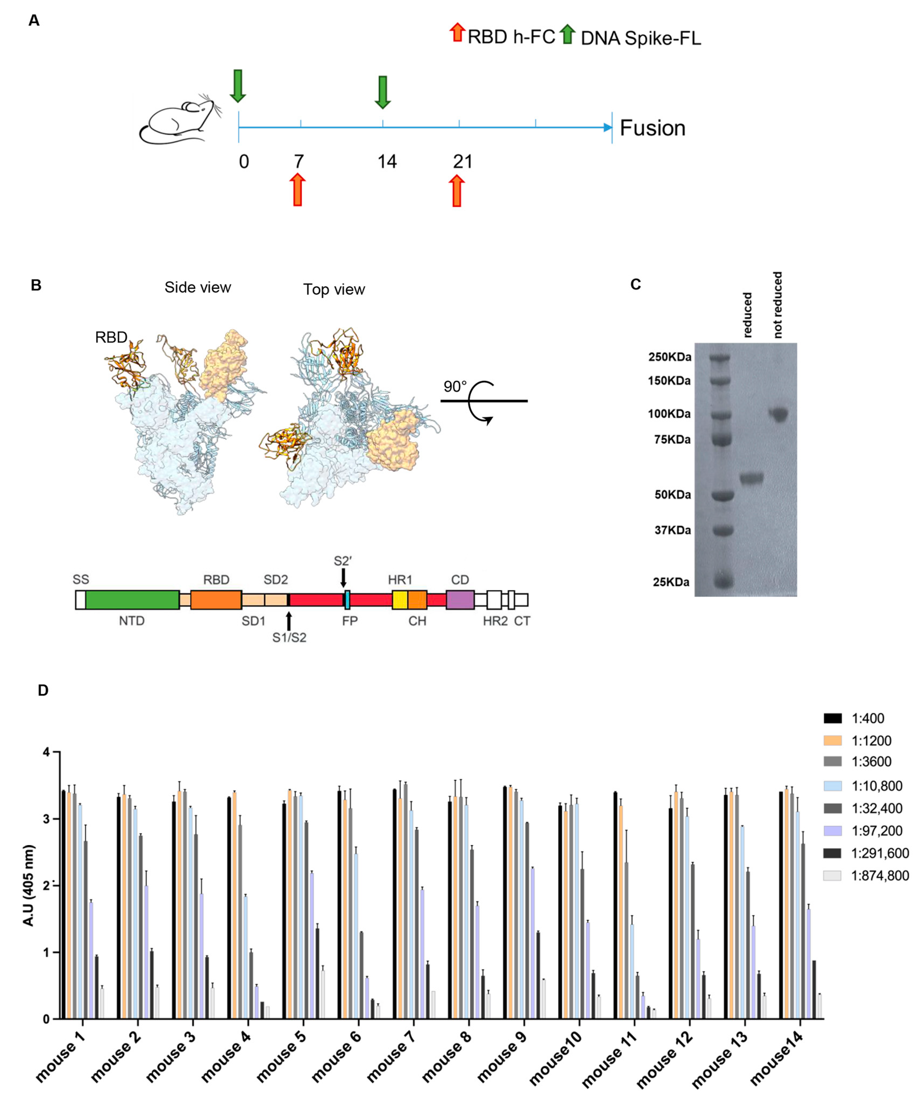 Antibodies 13 00005 g001
