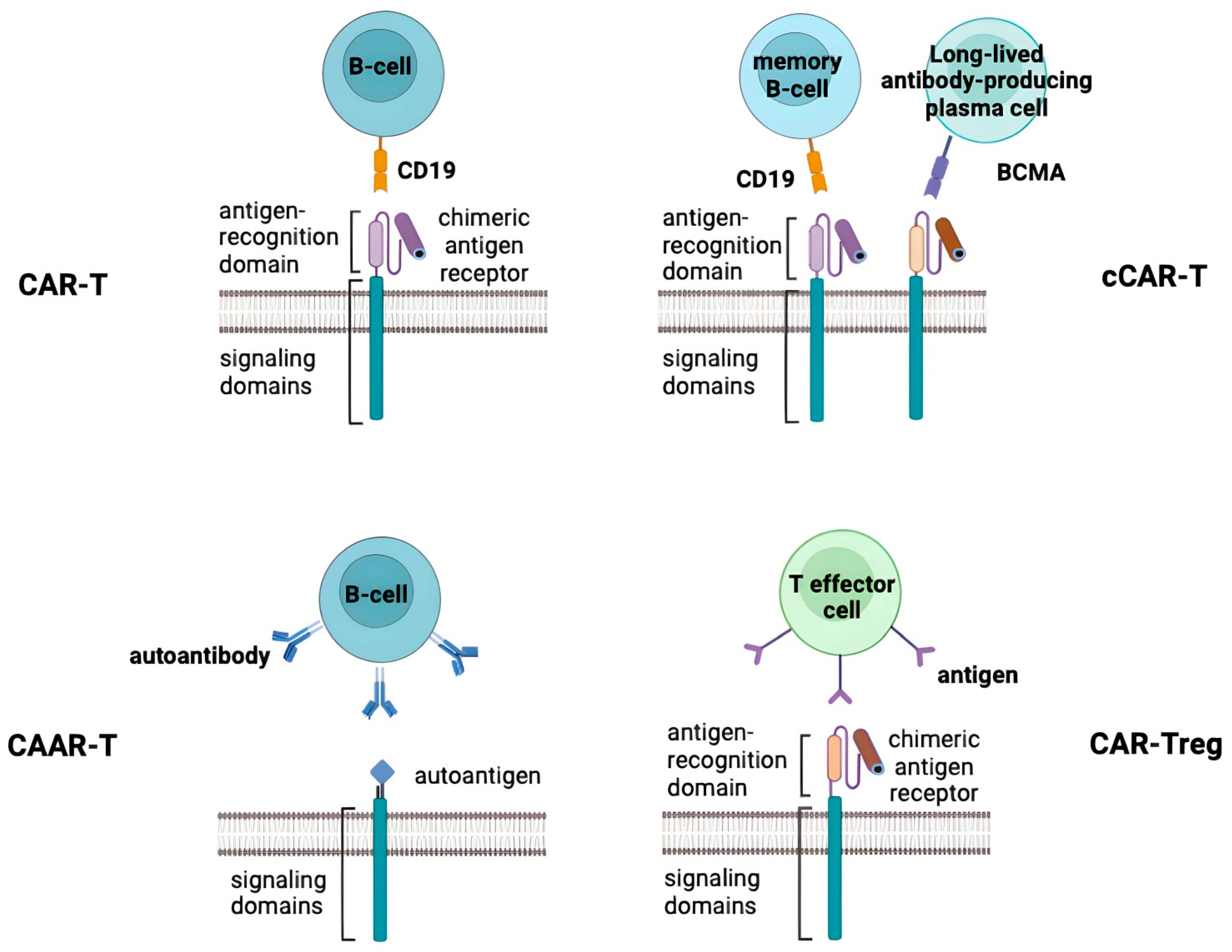 Antibodies 13 00010 g001
