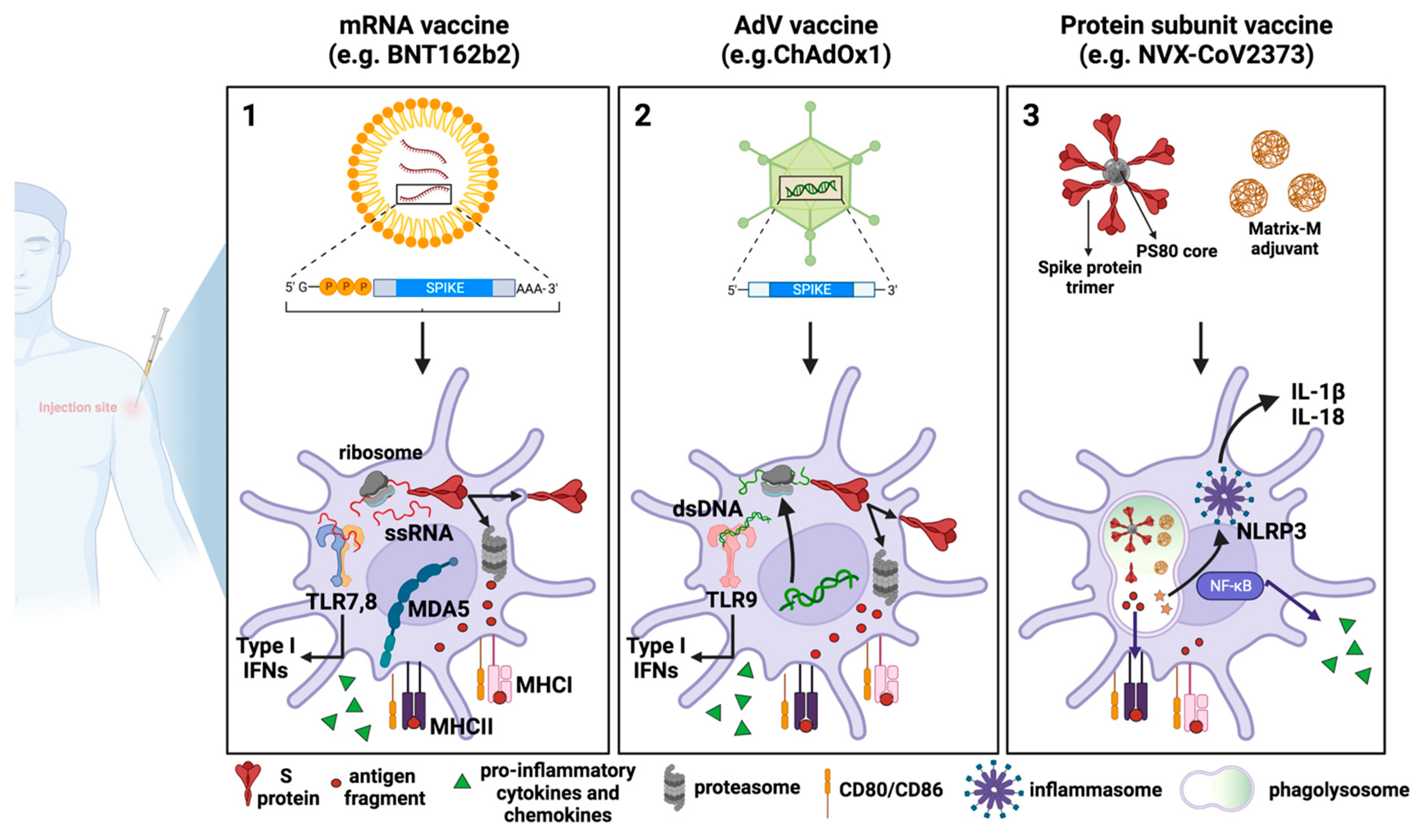 Antibodies 13 00013 g002