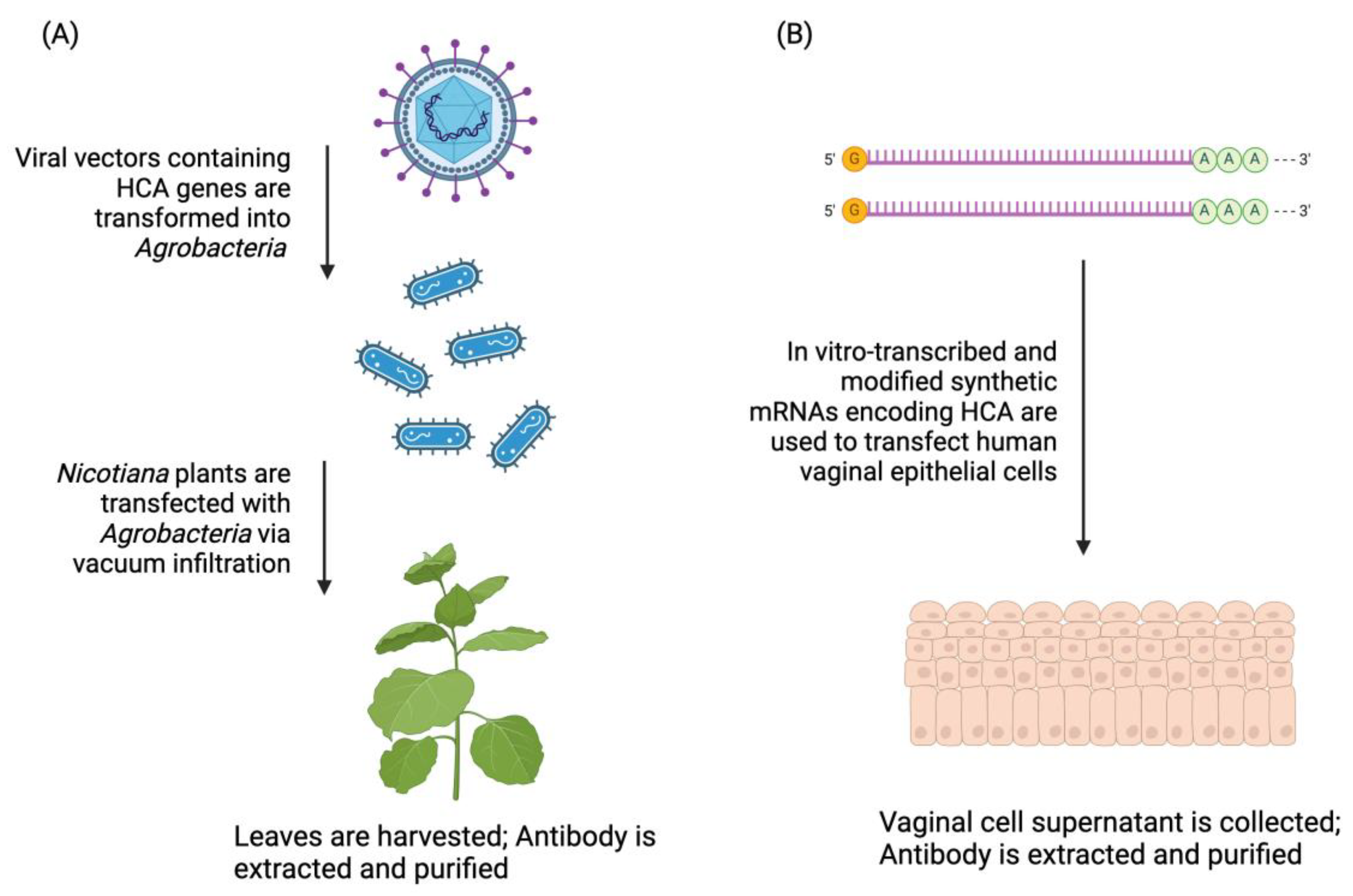 Antibodies 13 00017 g002 Antibodies 13 00017 g002
