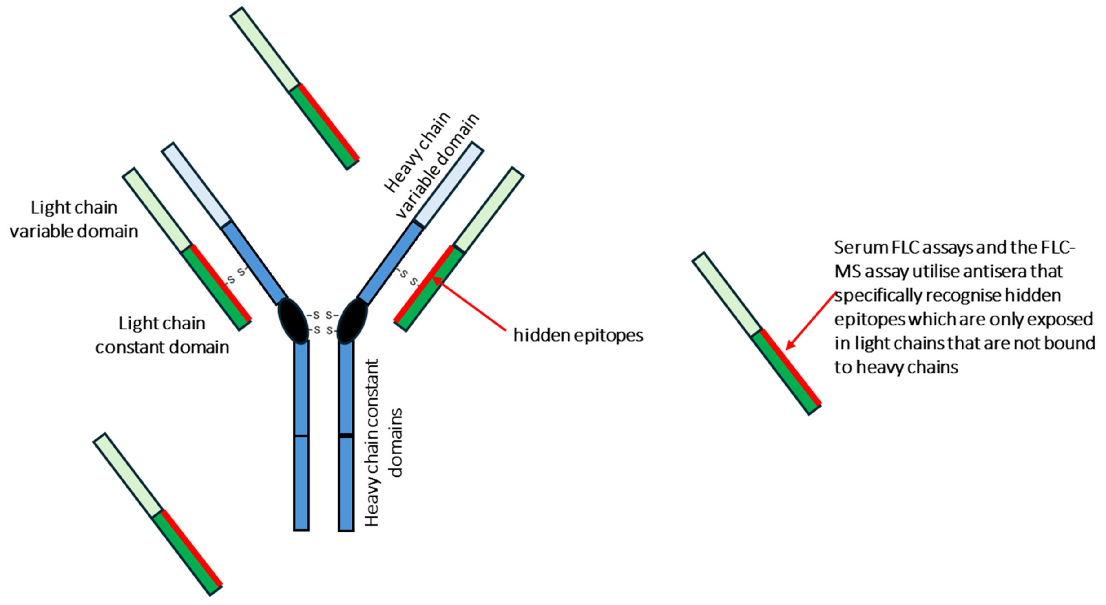 Causes of elevated kappa and lambda light chains in indian journal