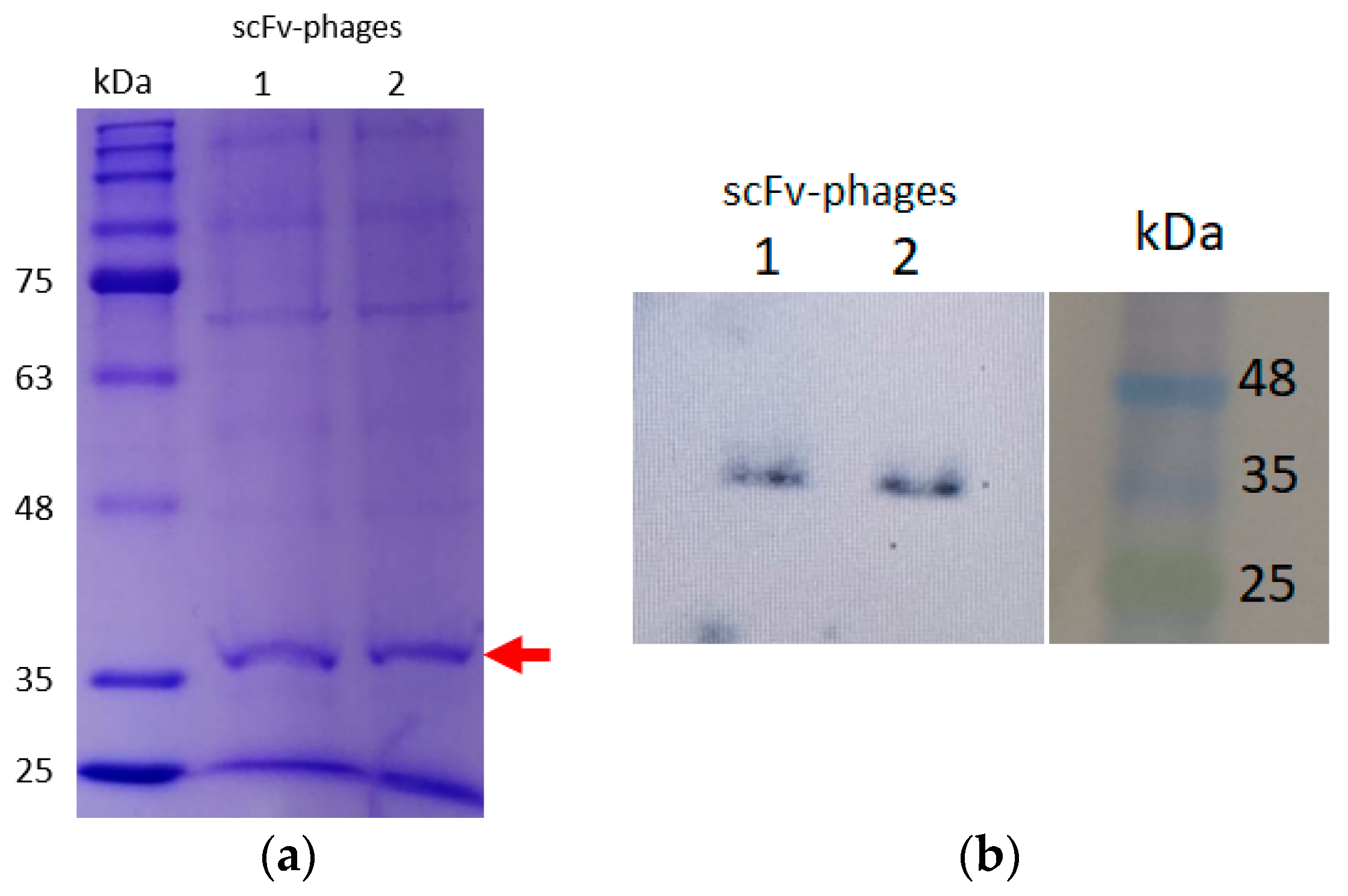 Antibodies 13 00020 g003