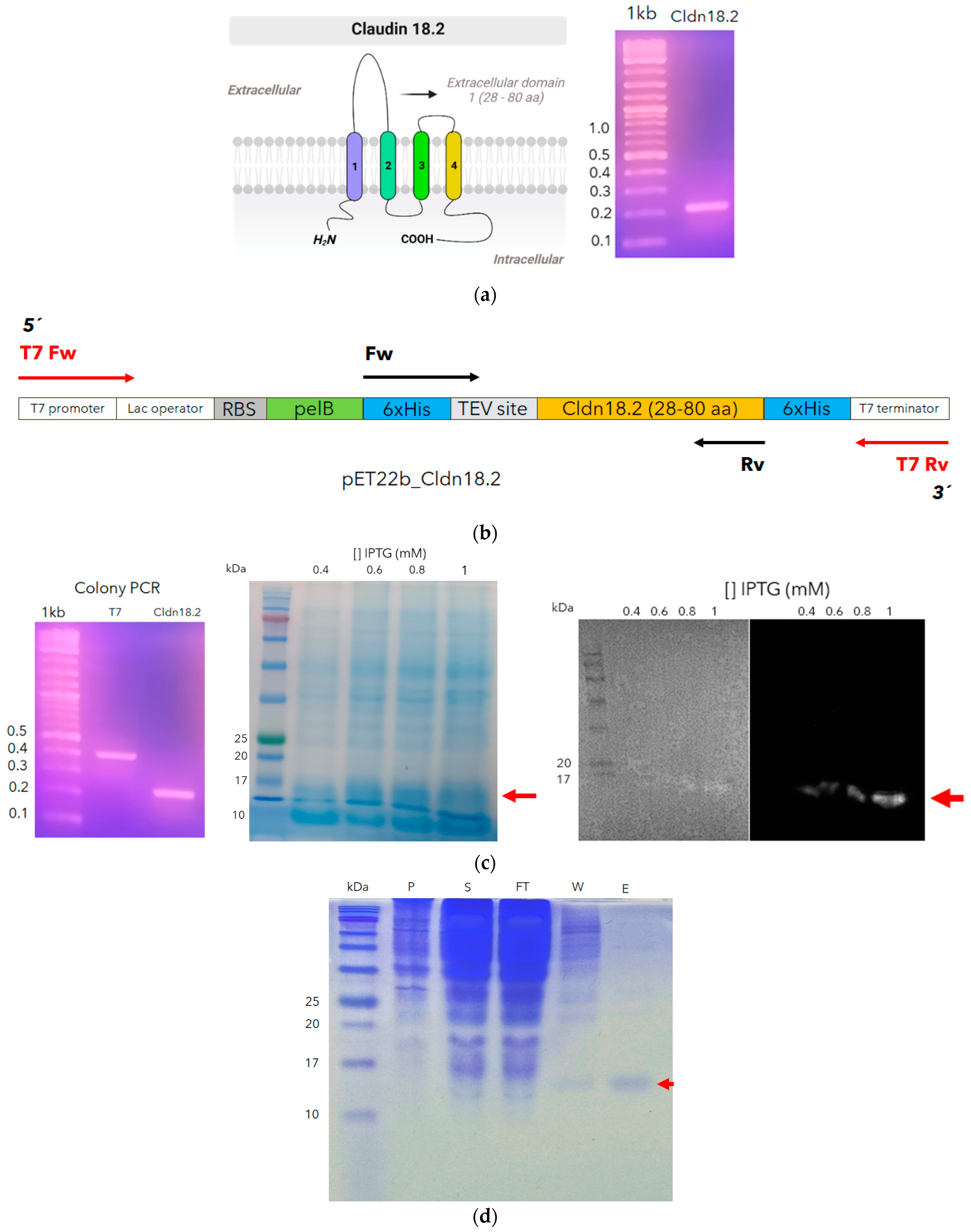 Antibodies 13 00020 g004