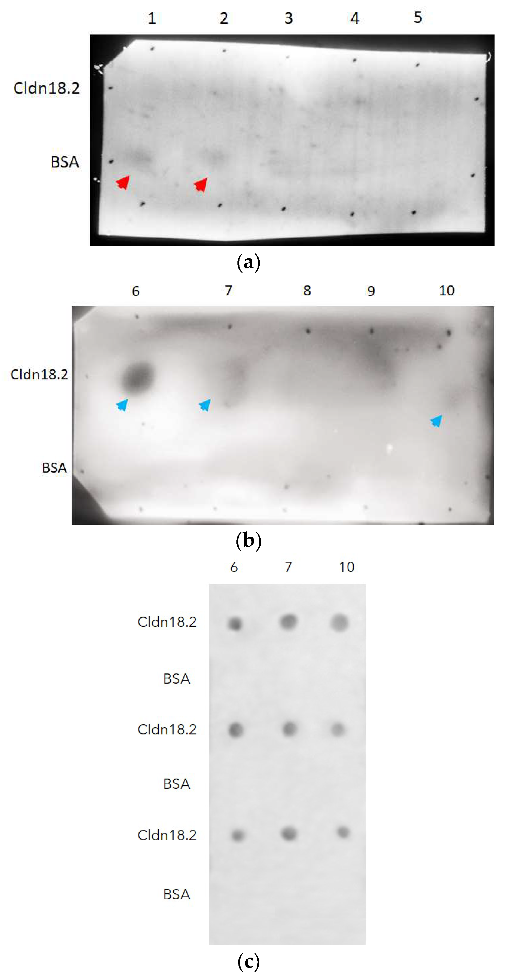 Antibodies 13 00020 g005