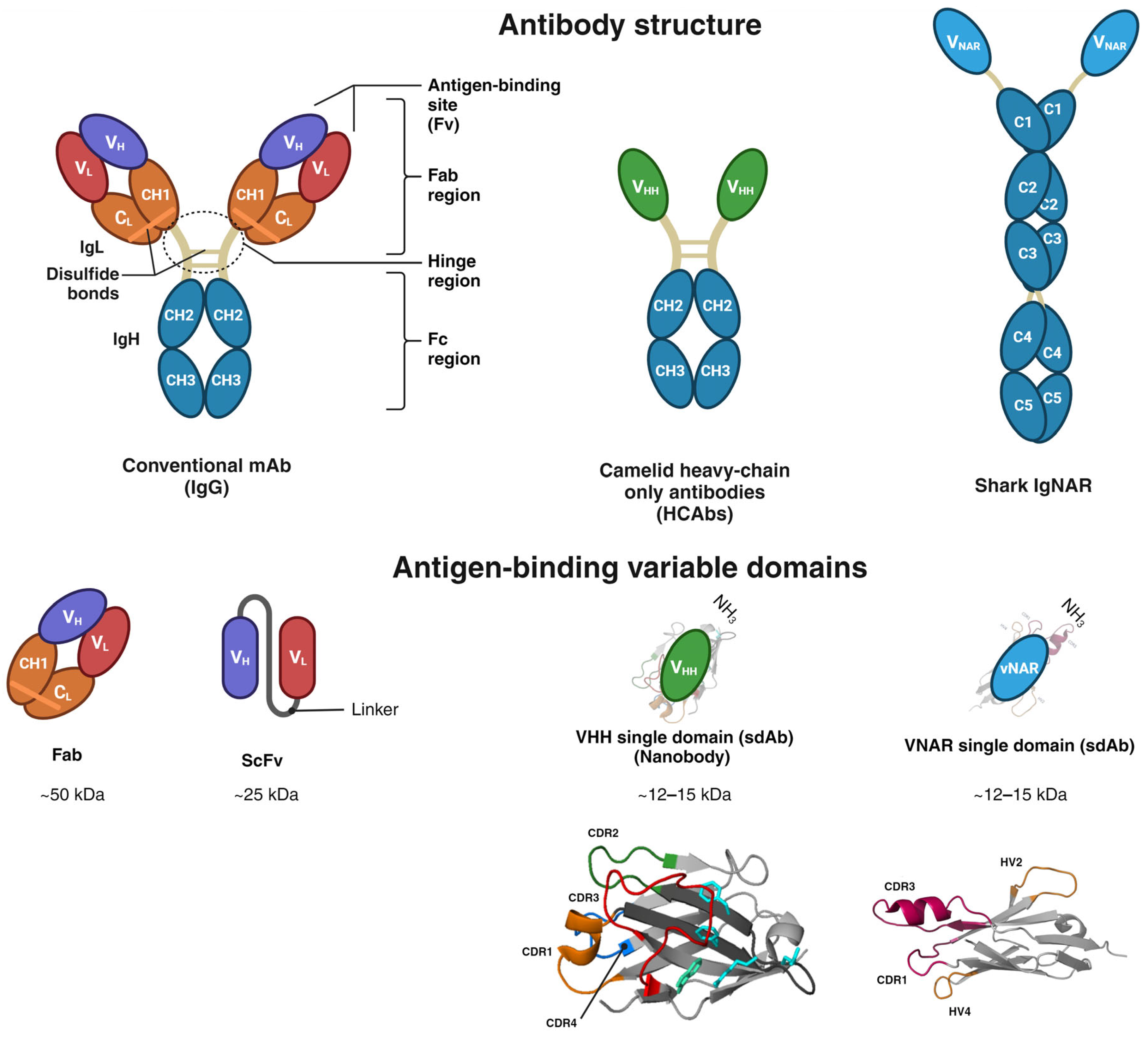 Antibodies 13 00025 g001