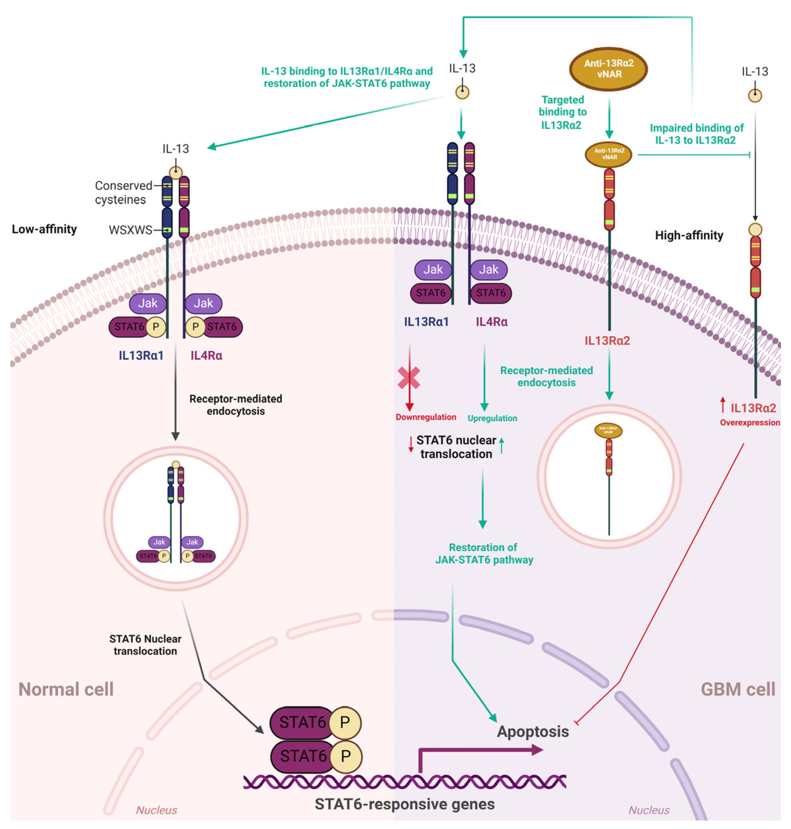 Antibodies 13 00025 g004