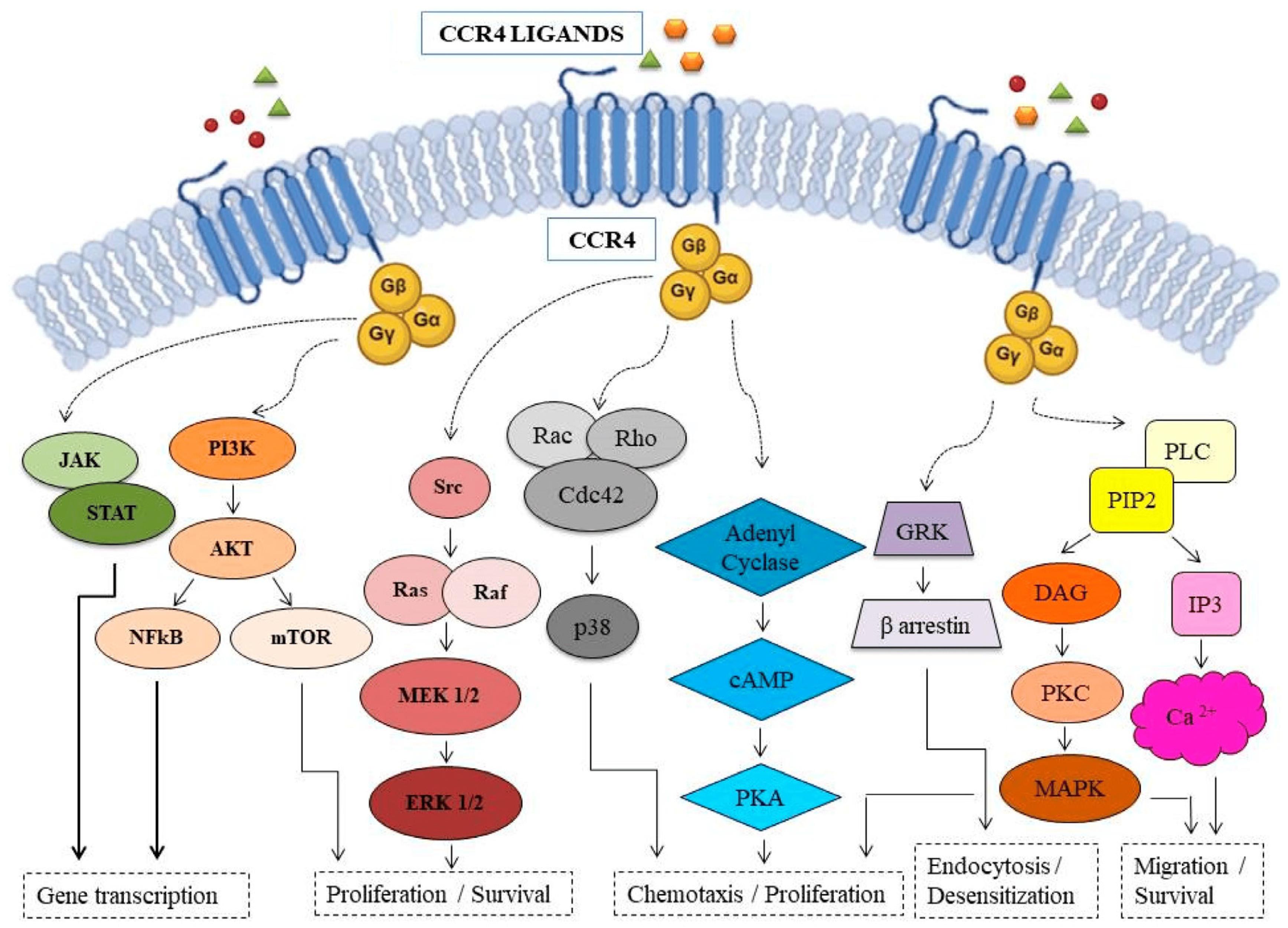 Antibodies 13 00032 g001