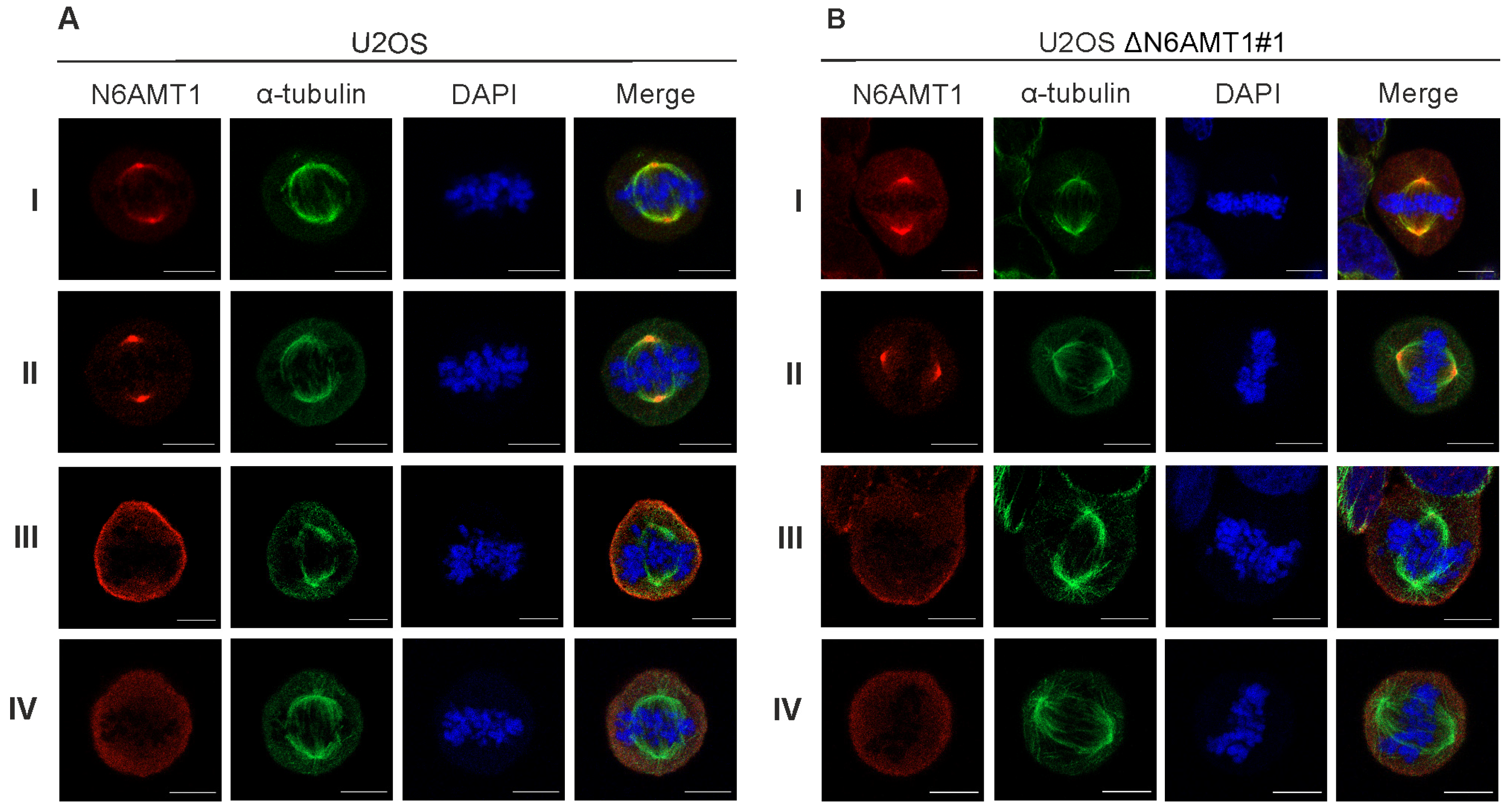 Antibodies 13 00033 g002