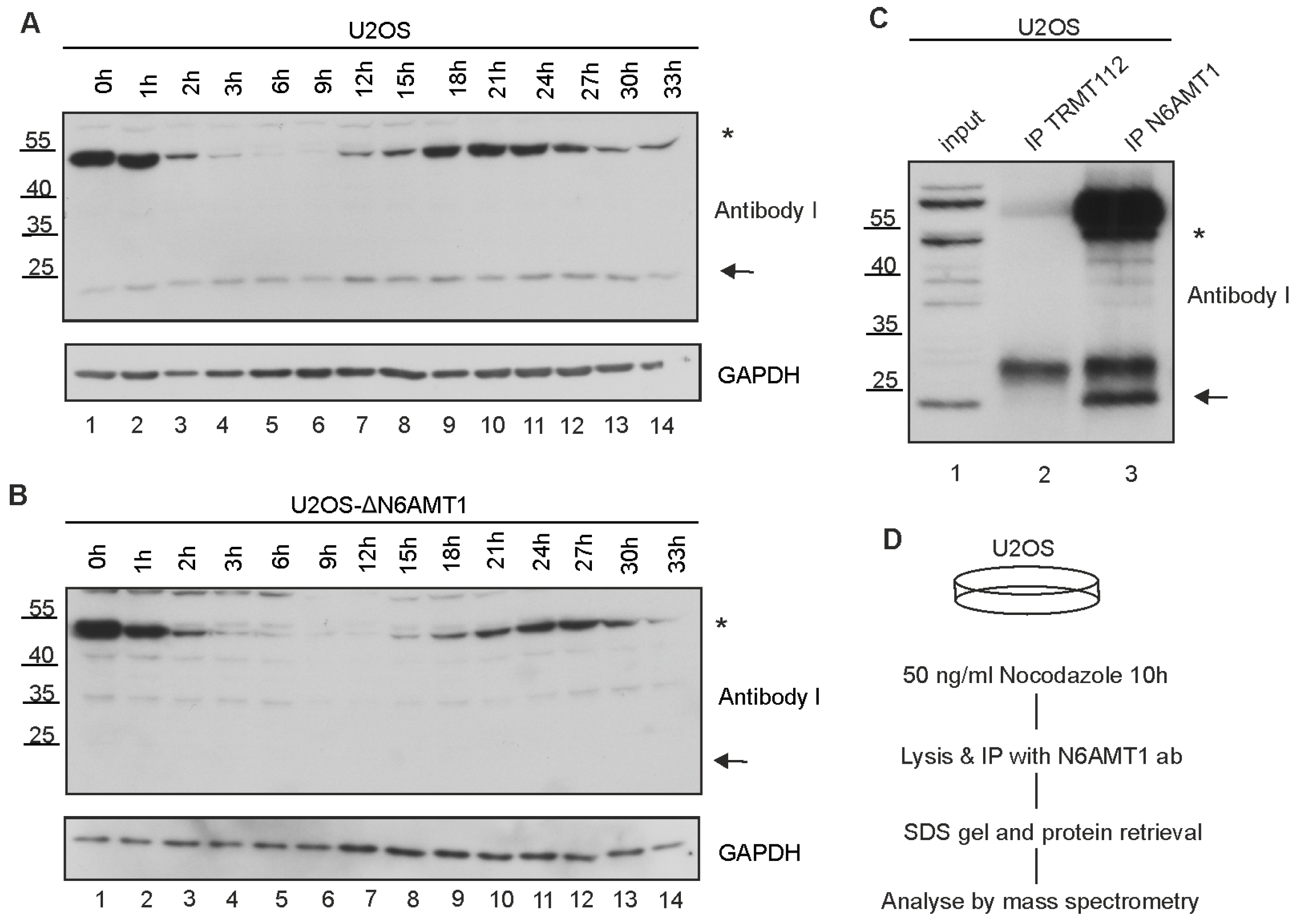 Antibodies 13 00033 g004