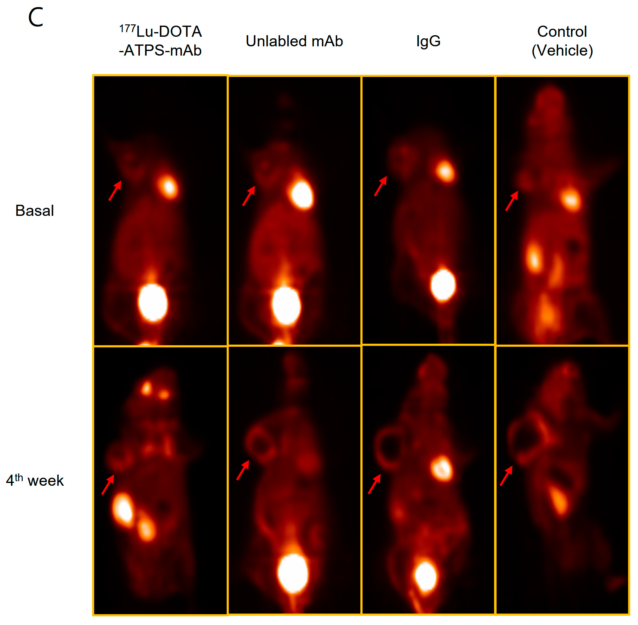 Antibodies 13 00051 g007b