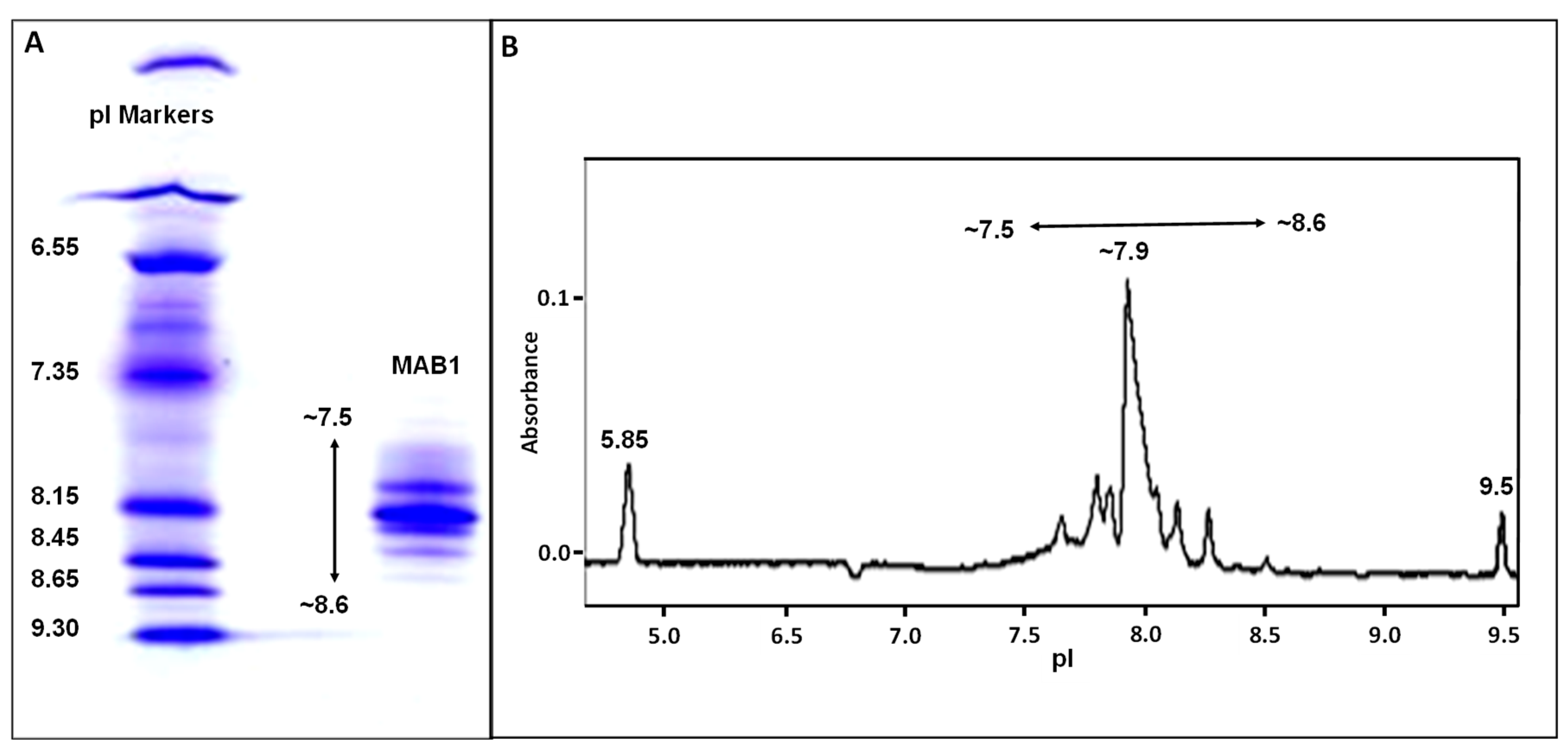 Antibodies 13 00052 g003