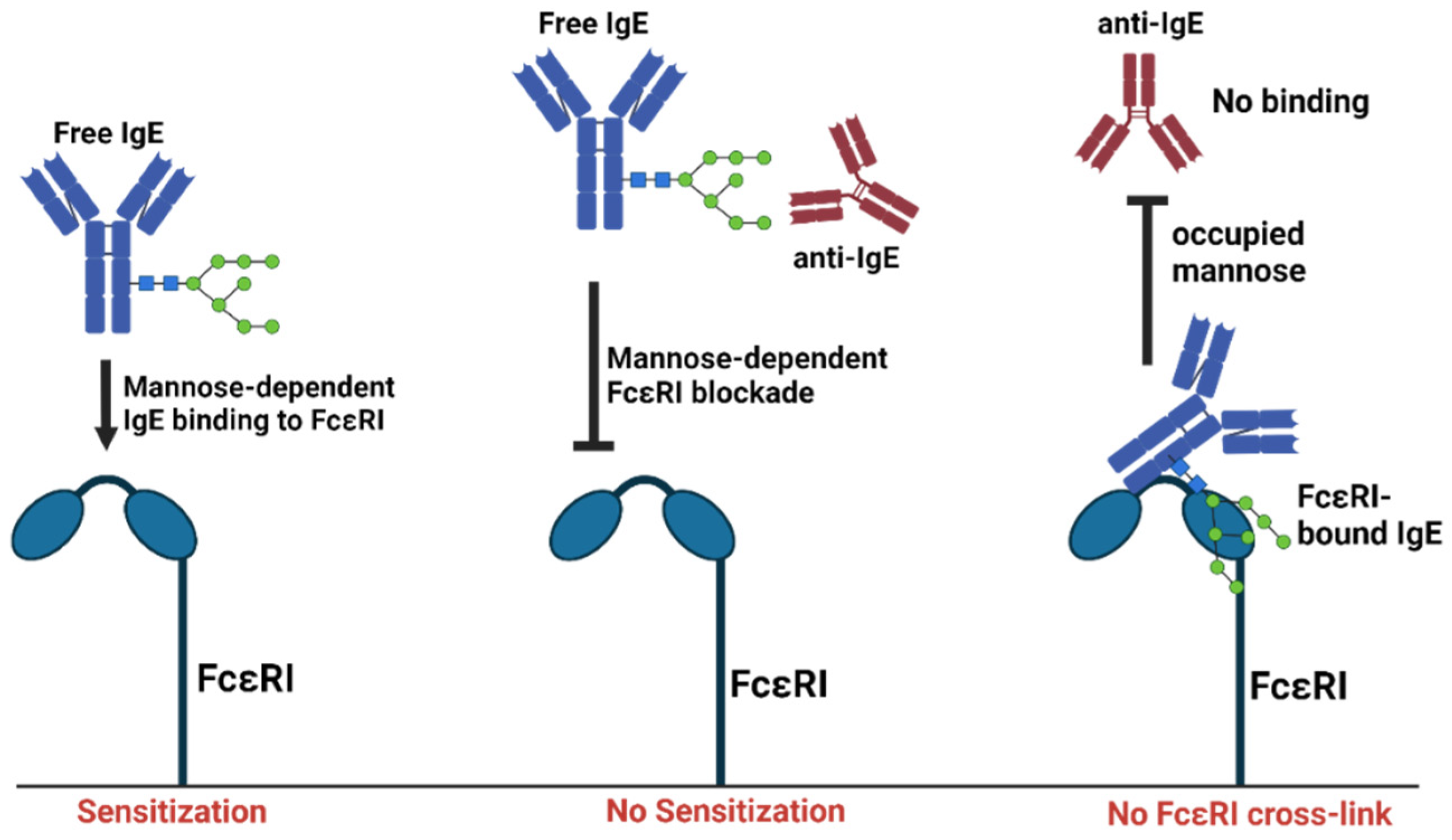 Antibodies 13 00058 g002 Antibodies 13 00058 g002