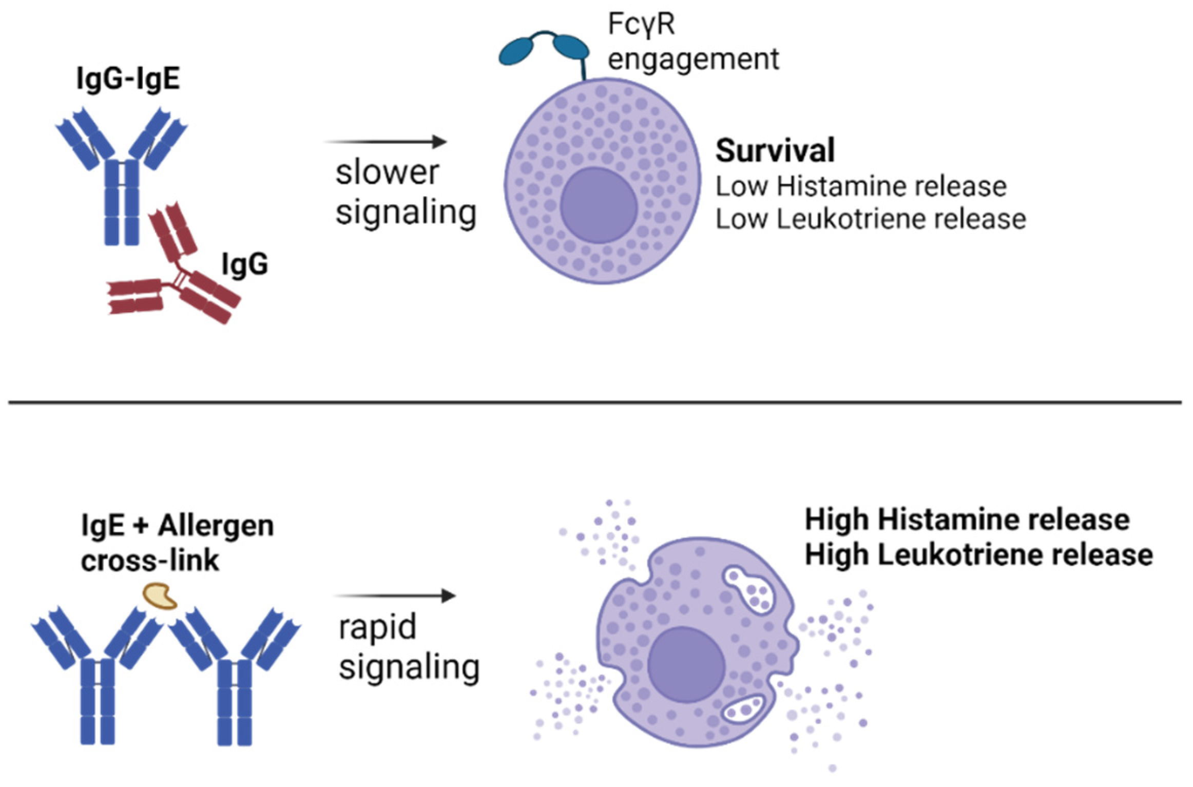 Antibodies 13 00058 g003 Antibodies 13 00058 g003