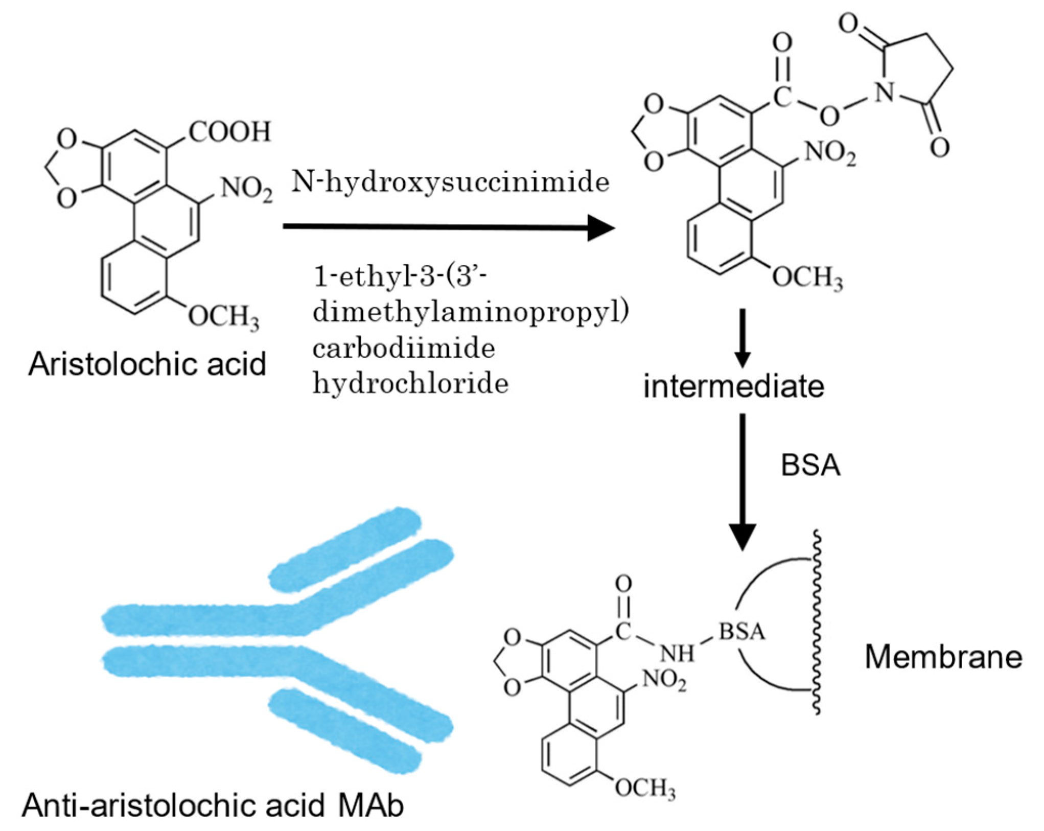 Antibodies 13 00060 g003 Antibodies 13 00060 g003