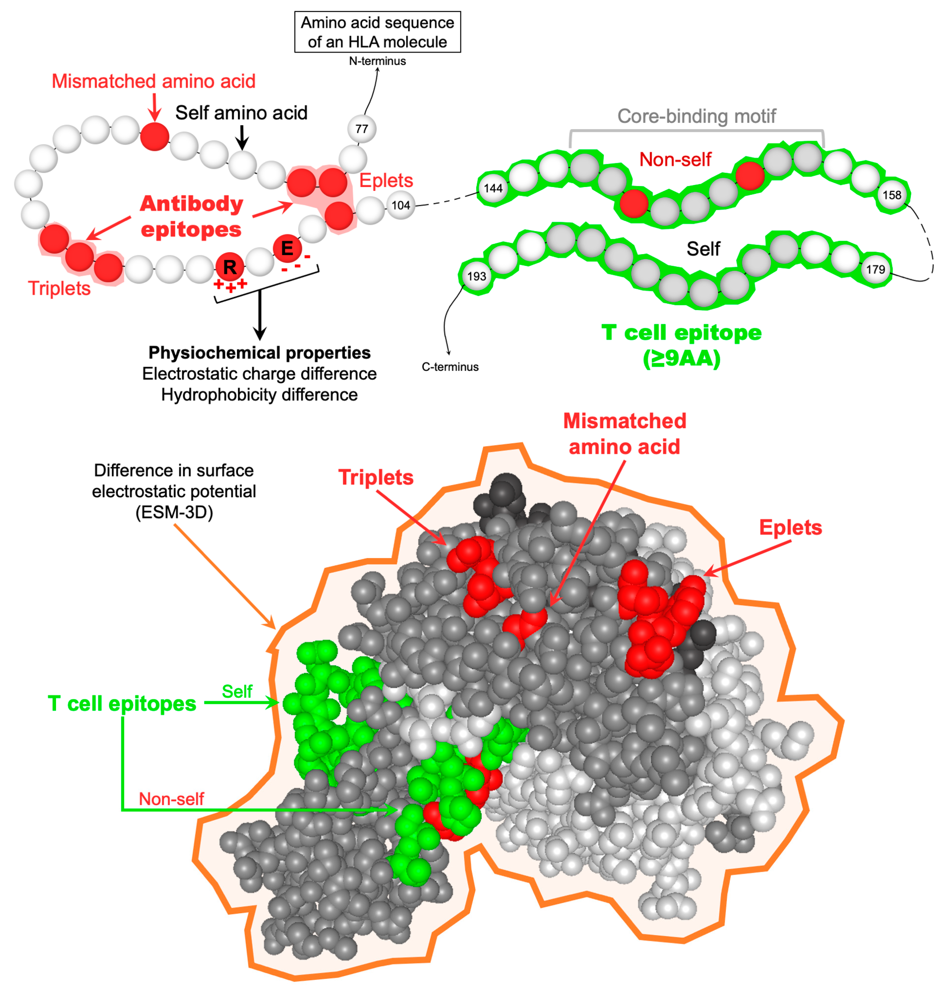 Antibodies 13 00061 g001 Antibodies 13 00061 g001