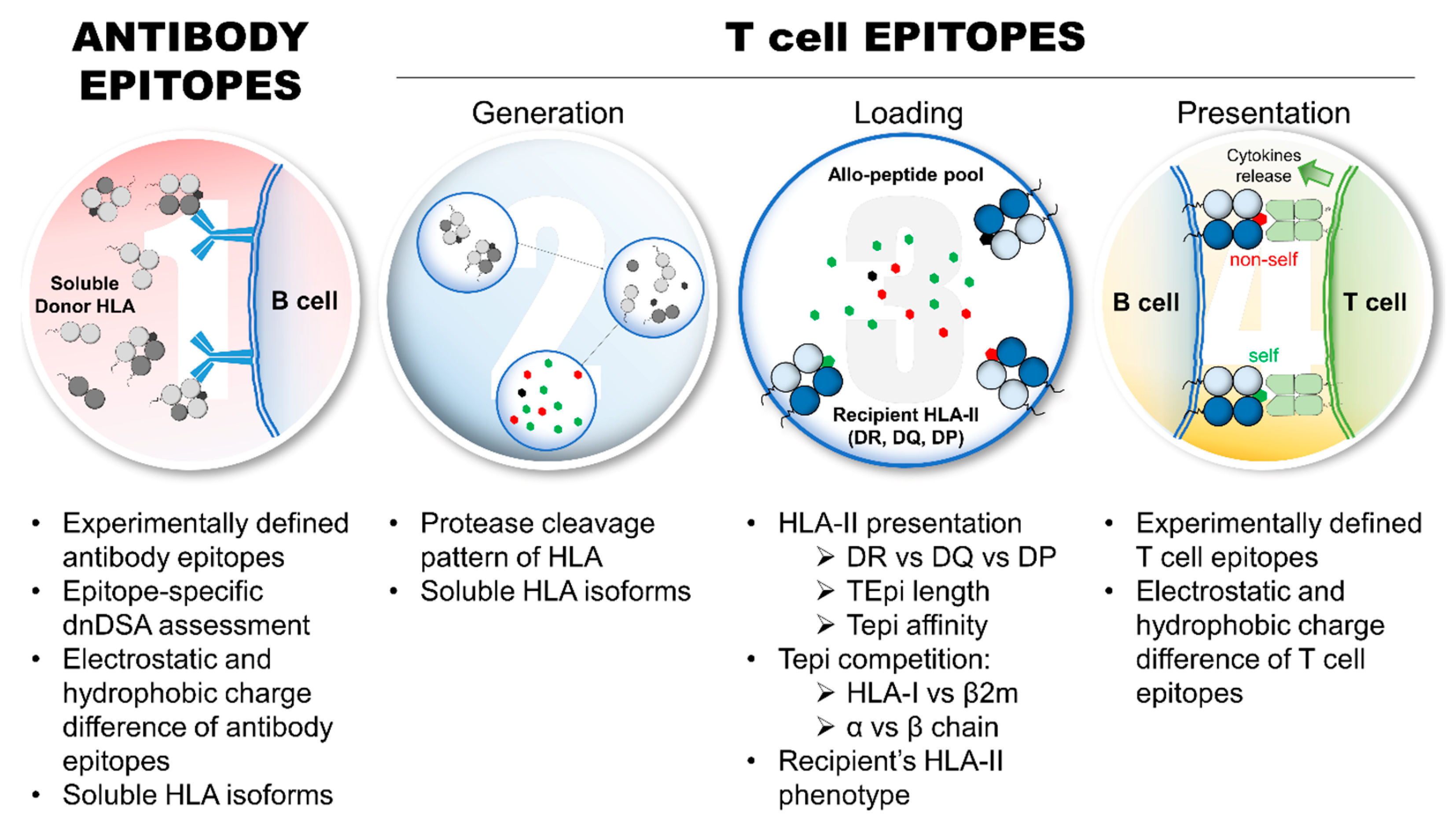 Antibodies 13 00061 g002 Antibodies 13 00061 g002