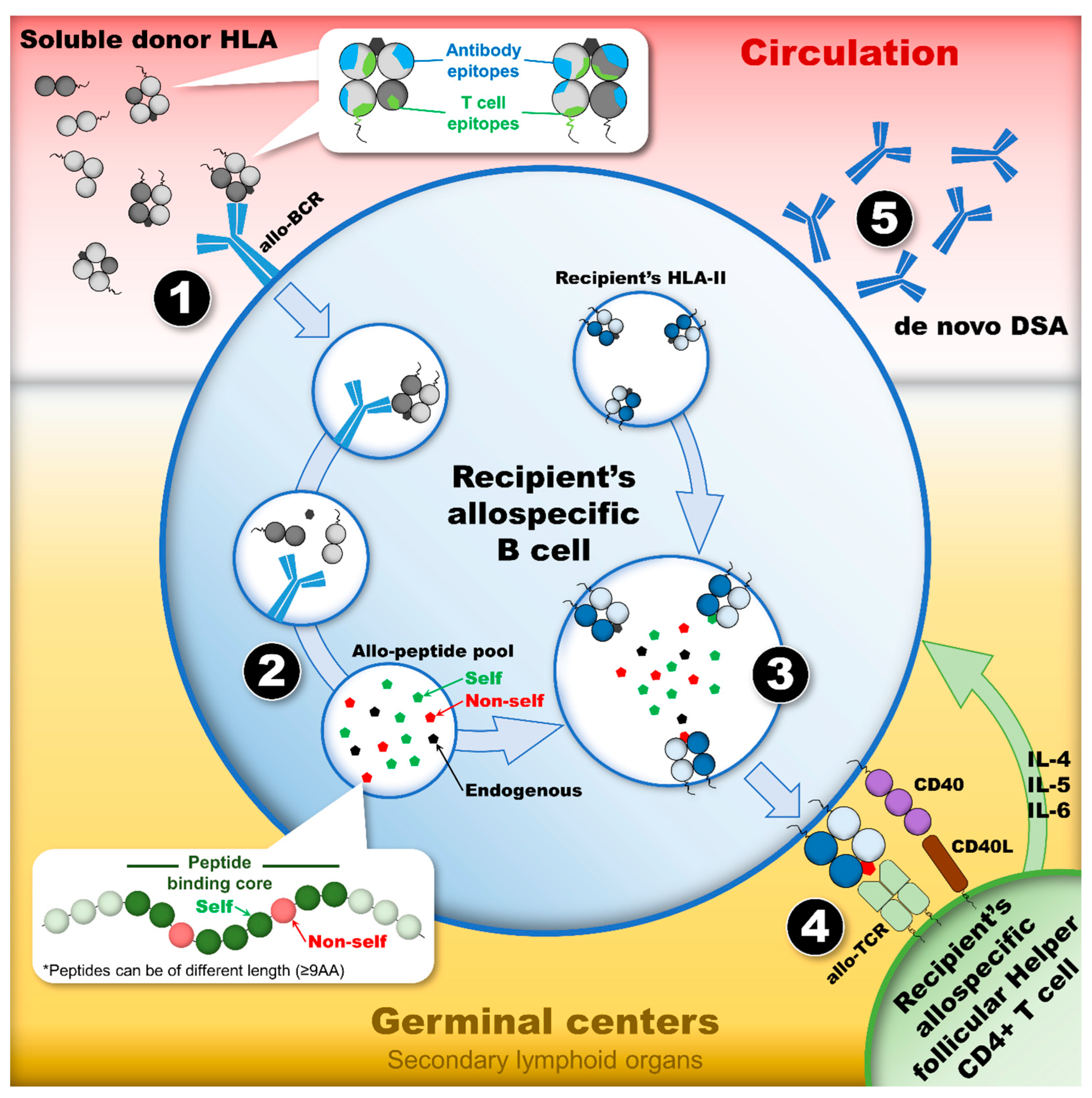 Antibodies 13 00061 g003 Antibodies 13 00061 g003