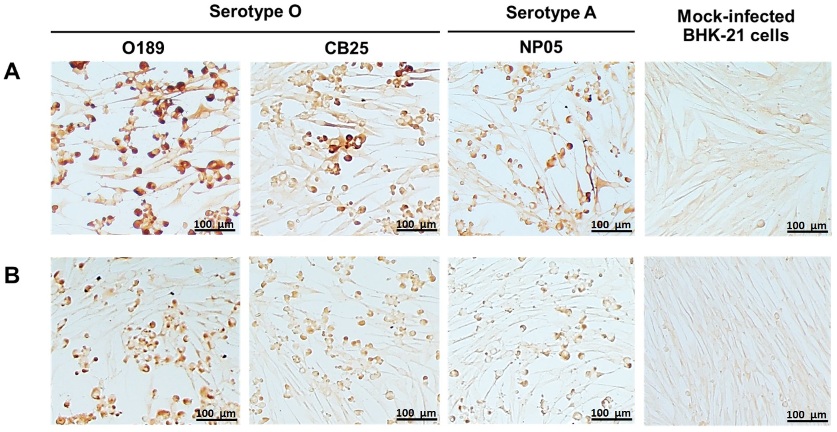 Antibodies 13 00067 g001 Antibodies 13 00067 g001