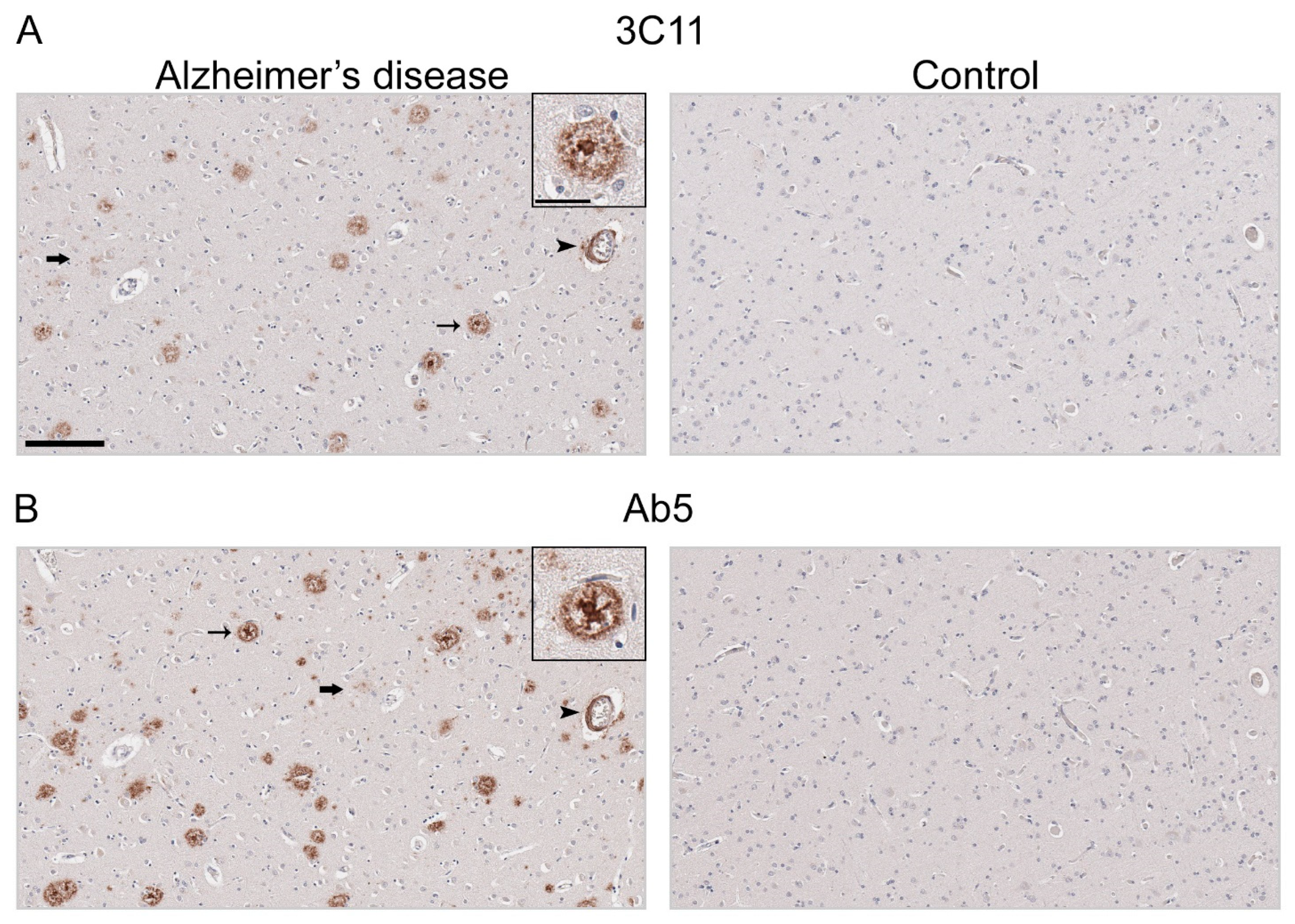 Antibodies 13 00068 g004