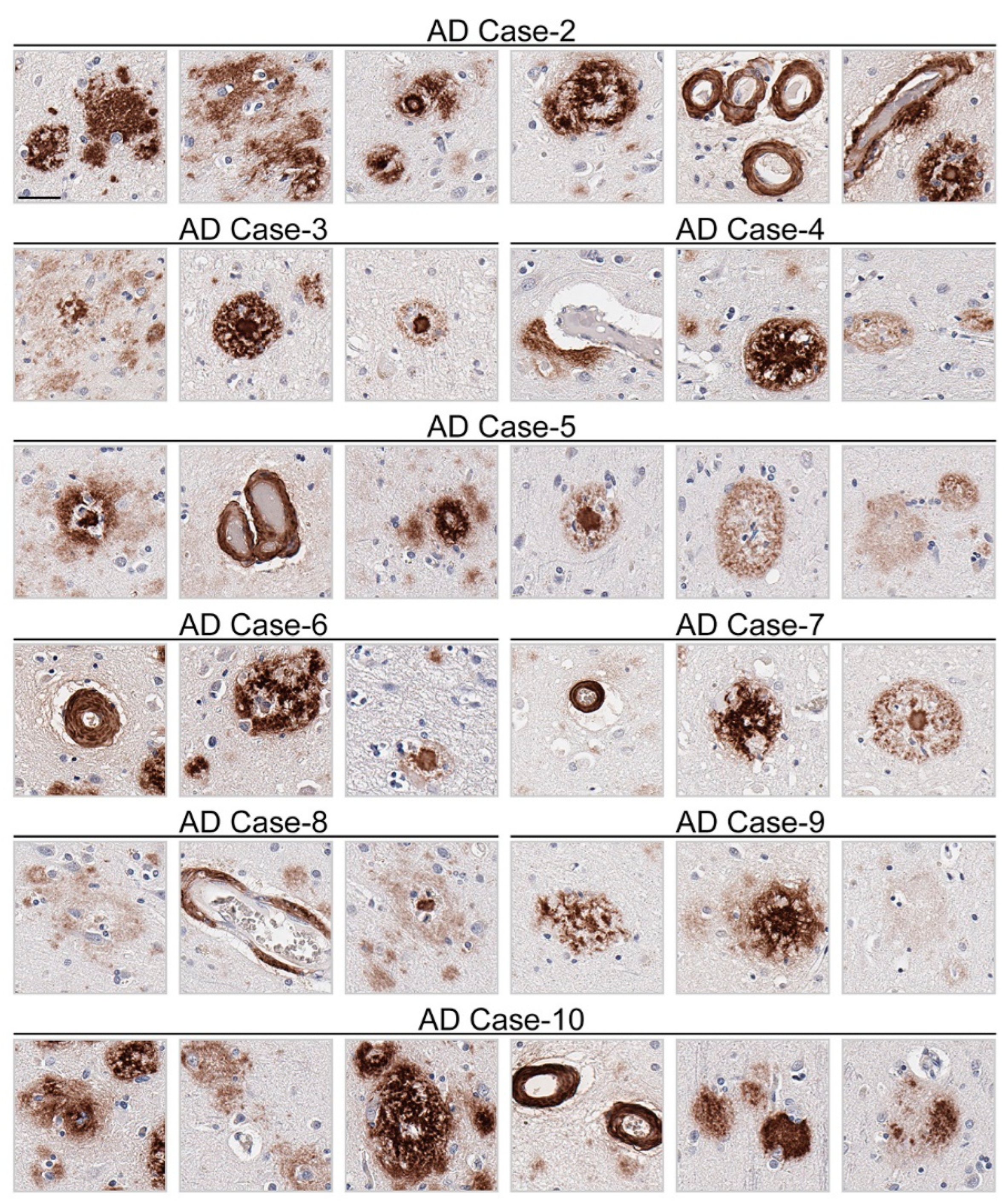 Antibodies 13 00068 g005