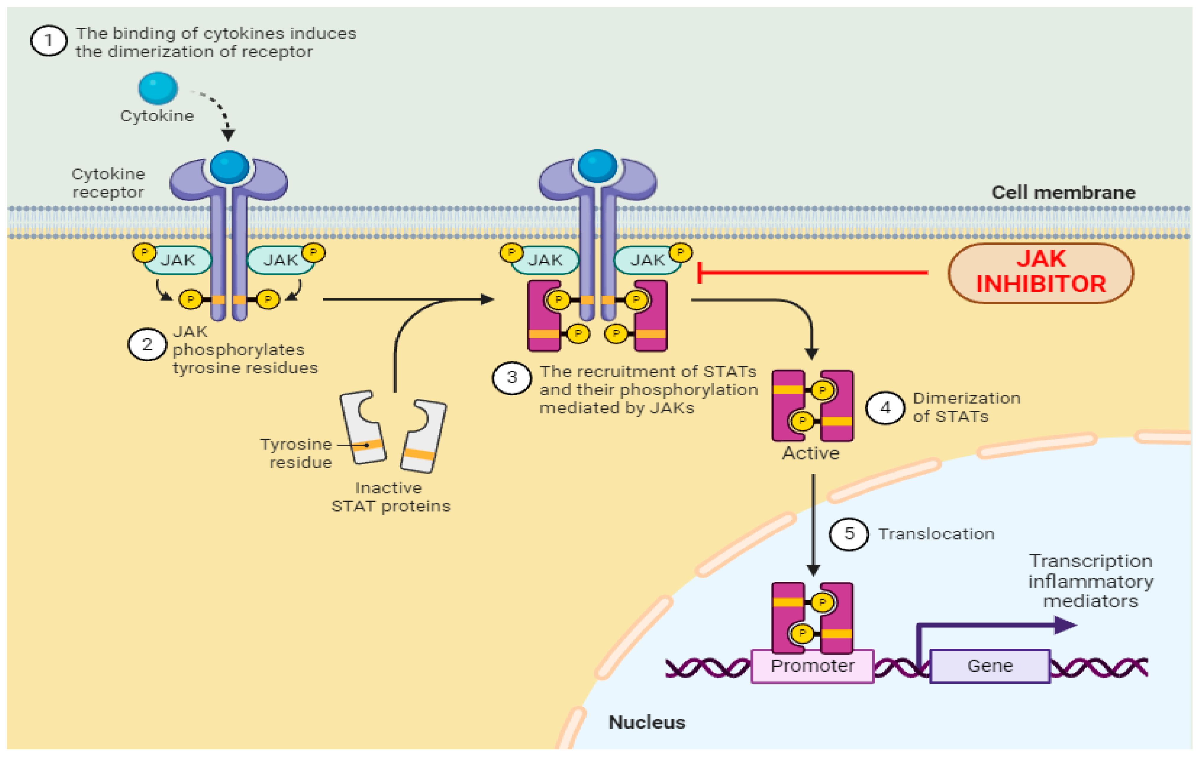 Antibodies 13 00076 g002
