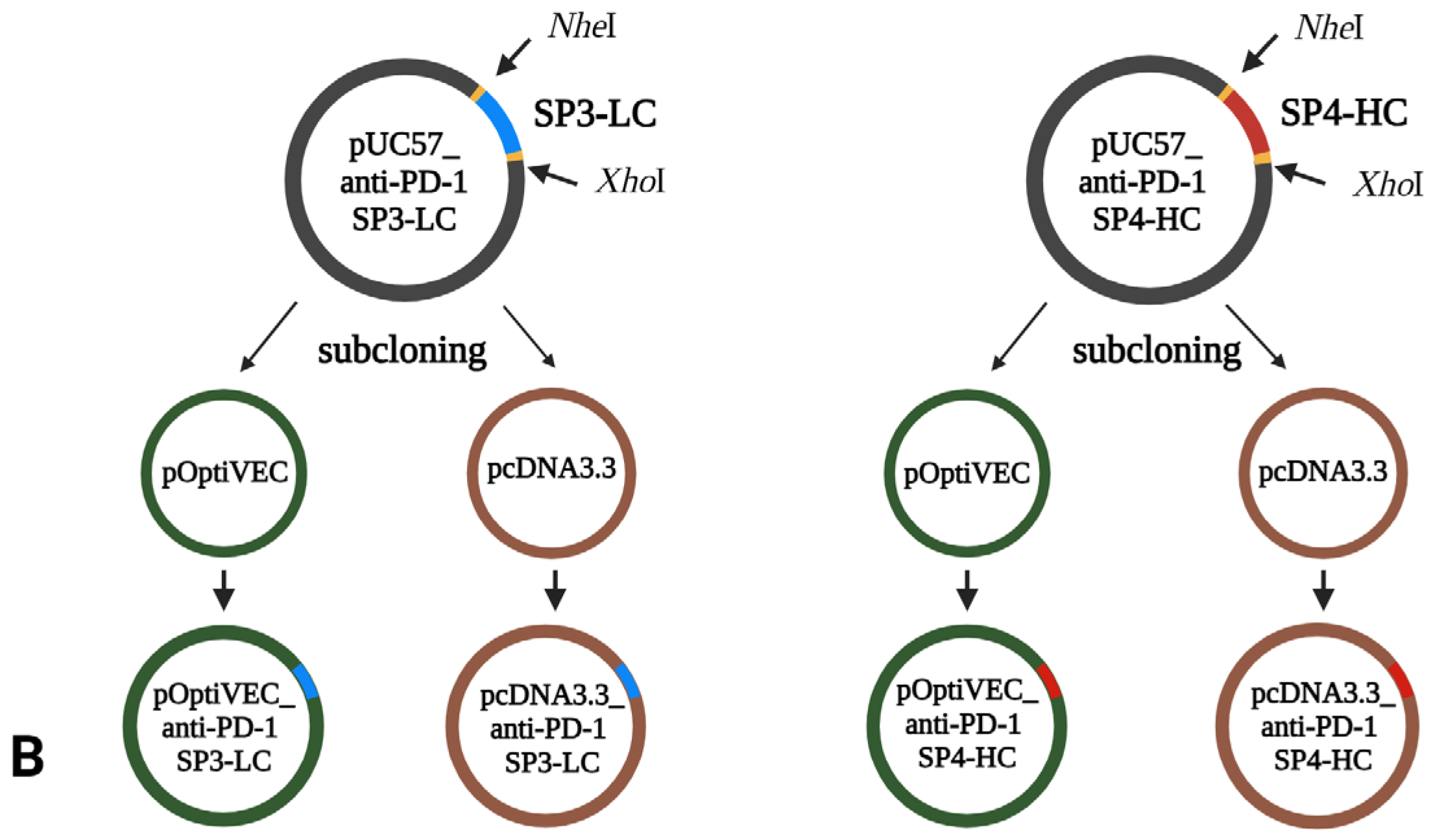 Antibodies 13 00082 g001b