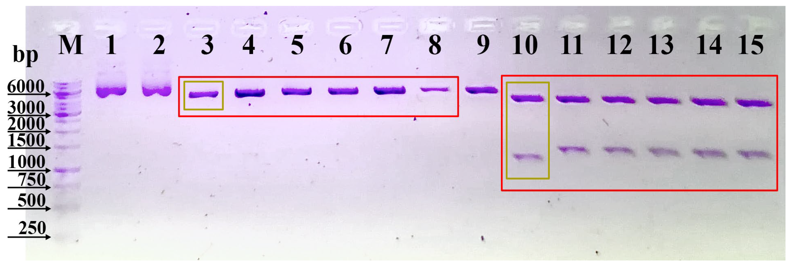 Antibodies 13 00082 g003