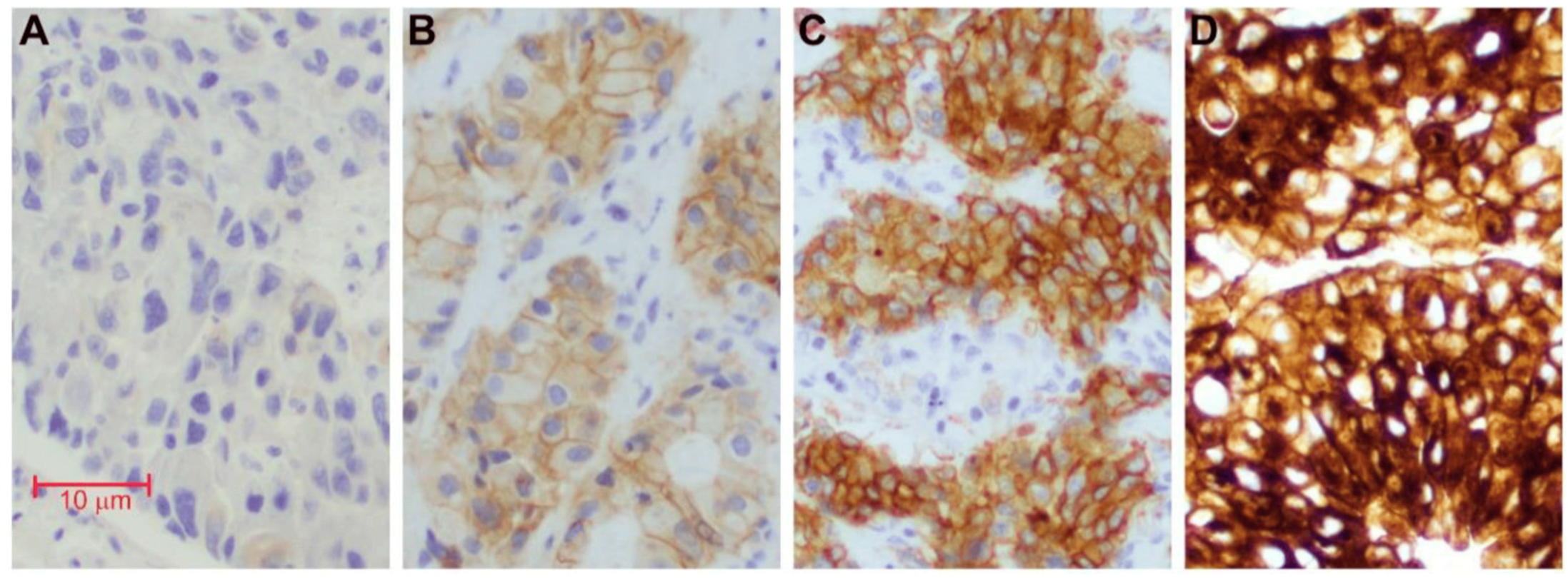 Antibodies 13 00088 g001
