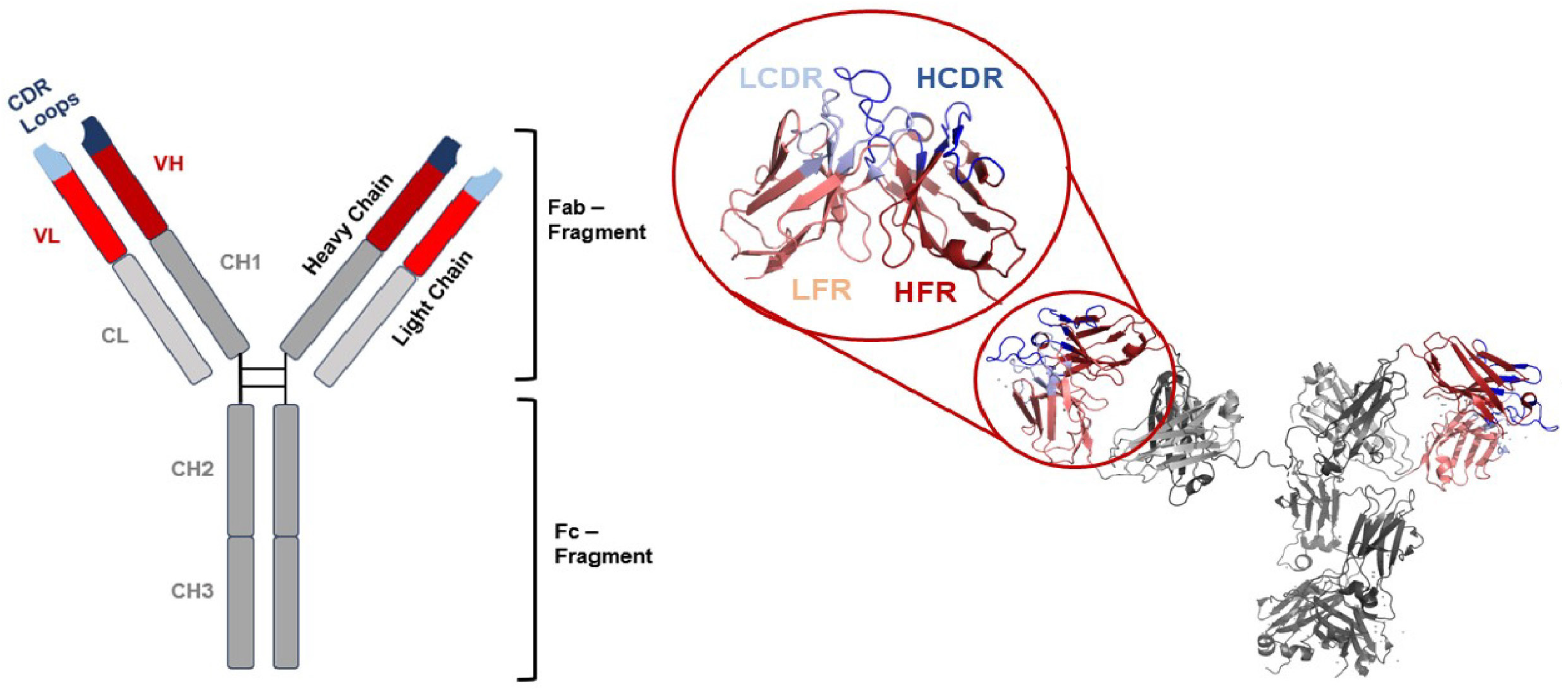 Antibodies 13 00099 g001