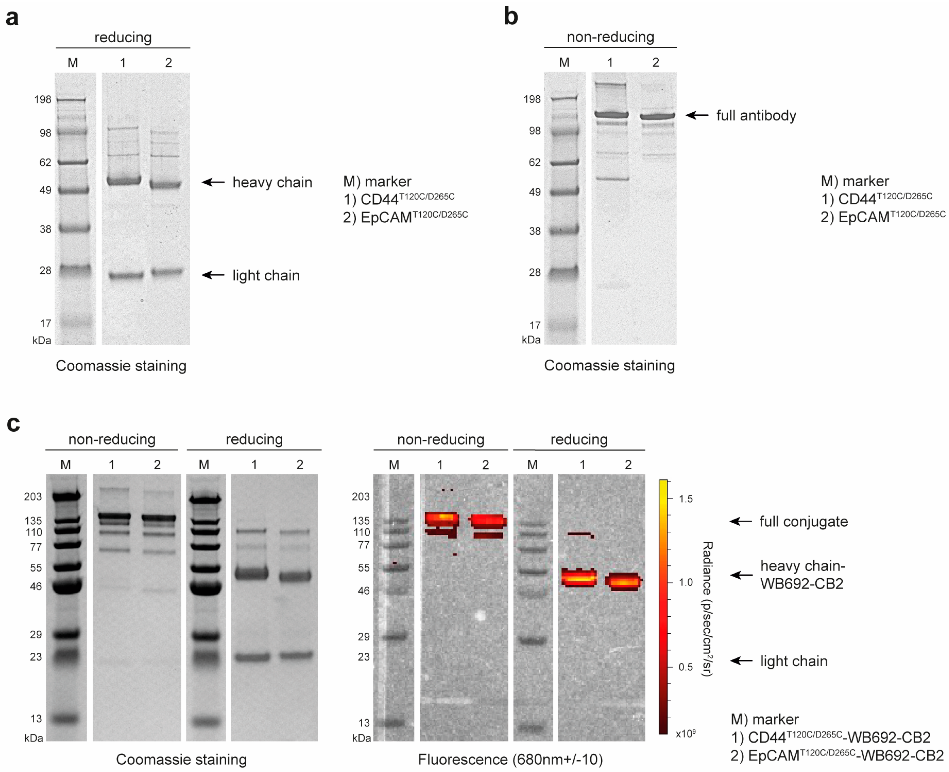 Antibodies 14 00005 g001 Antibodies 14 00005 g001