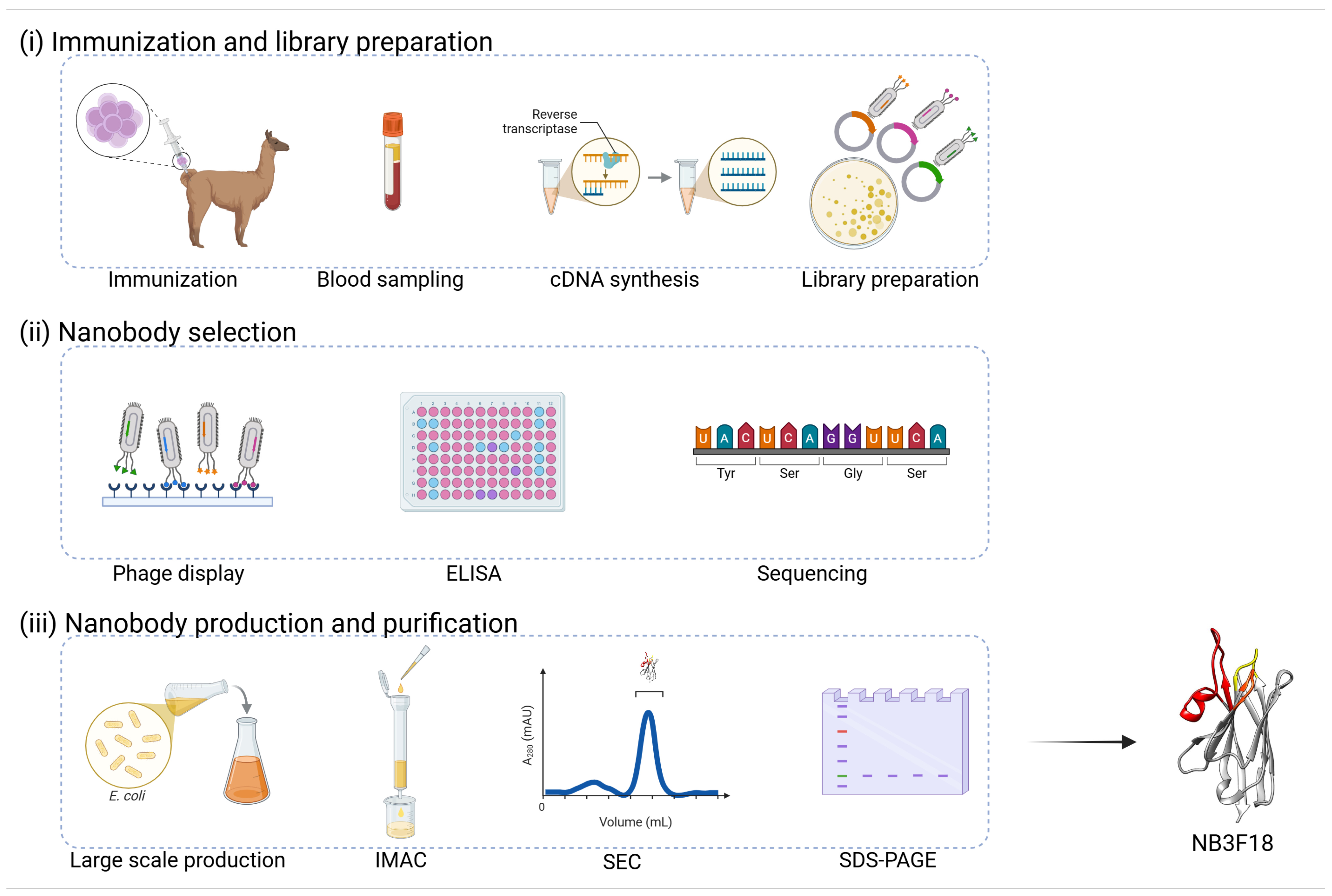 Antibodies 14 00008 g001