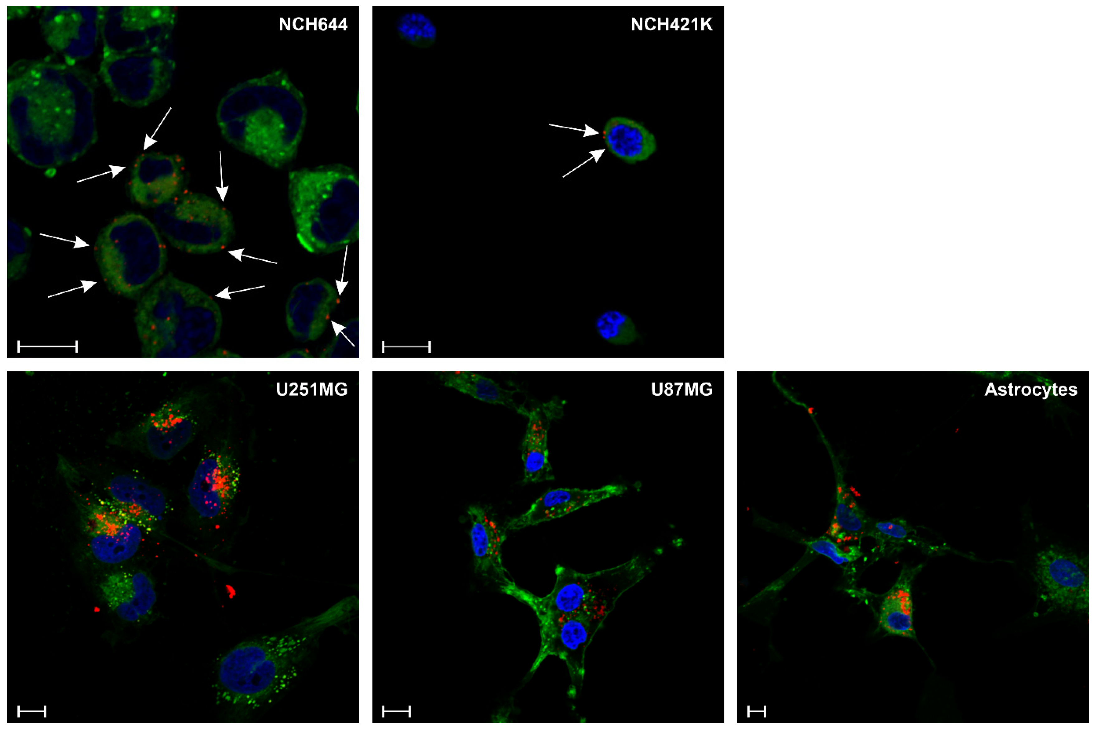 Antibodies 14 00008 g008