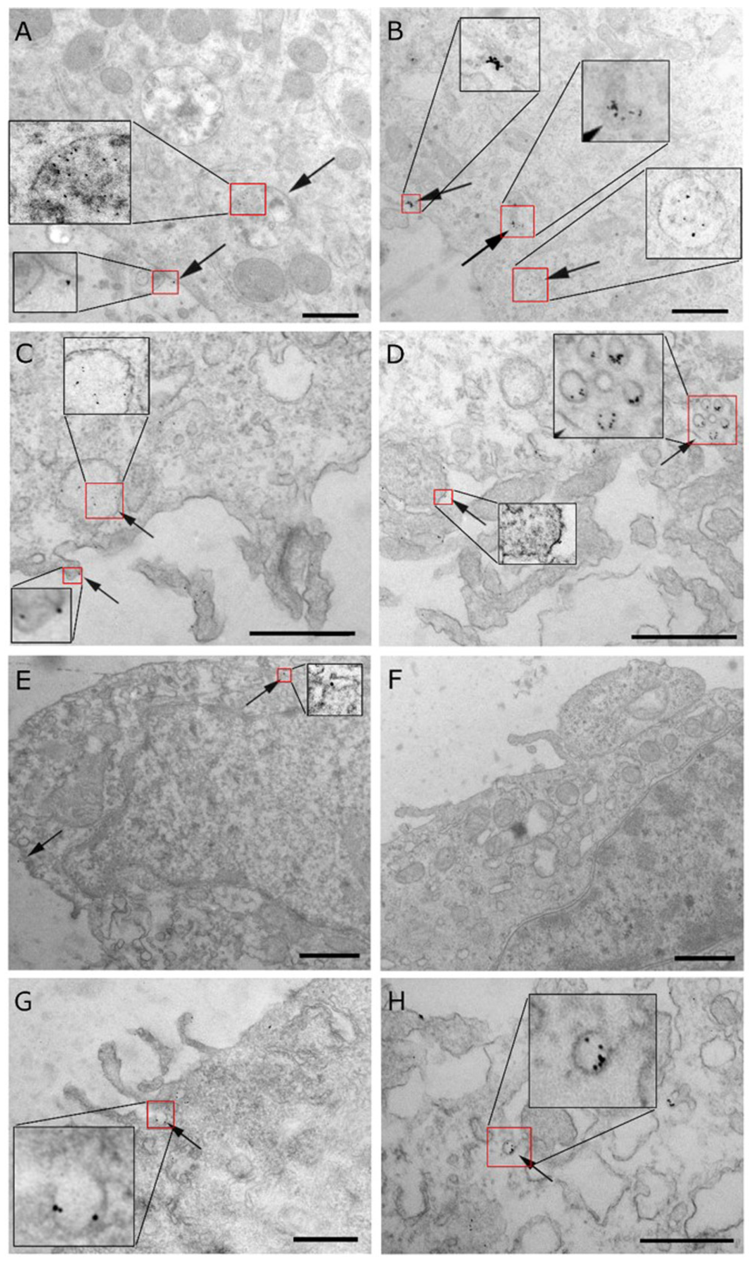 Antibodies 14 00008 g009