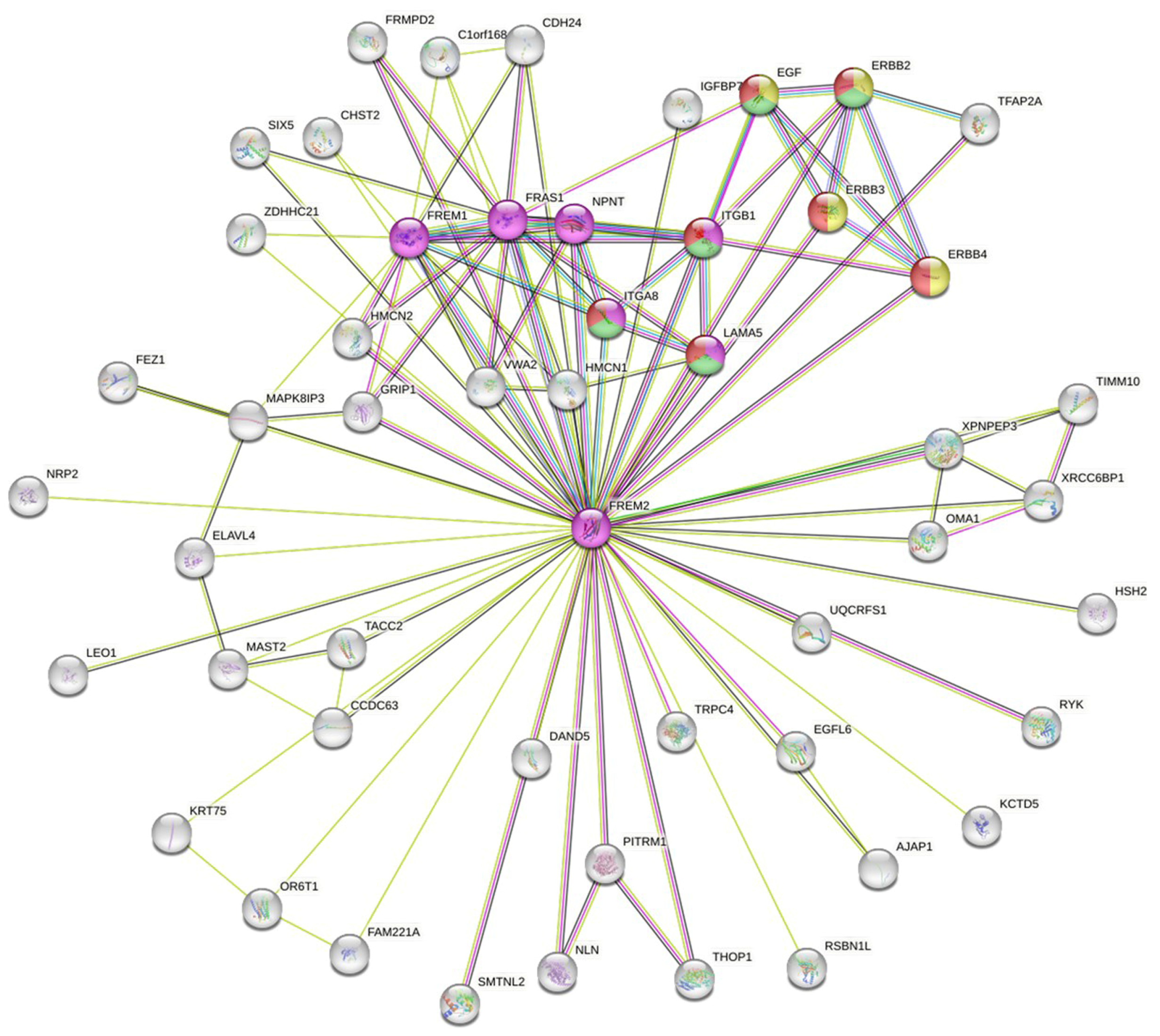 Antibodies 14 00008 g014