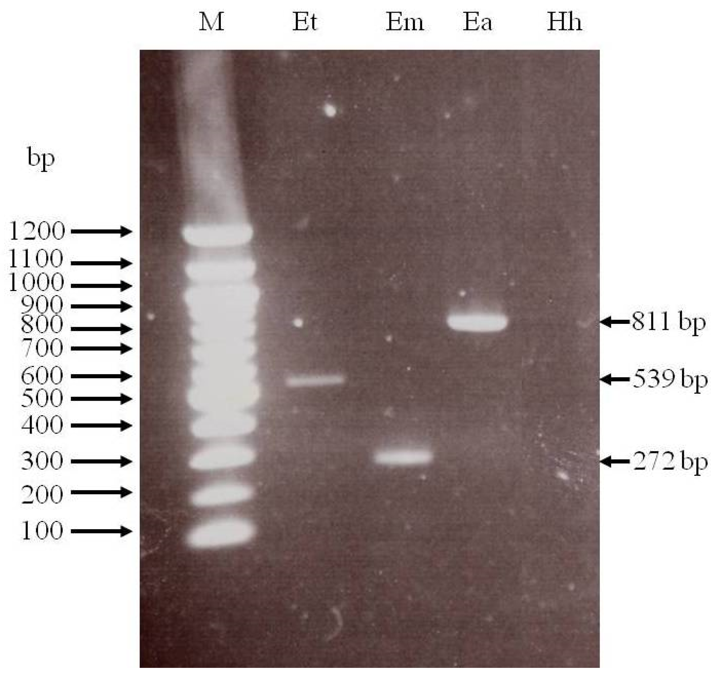 Antibodies 14 00009 g003 Antibodies 14 00009 g003