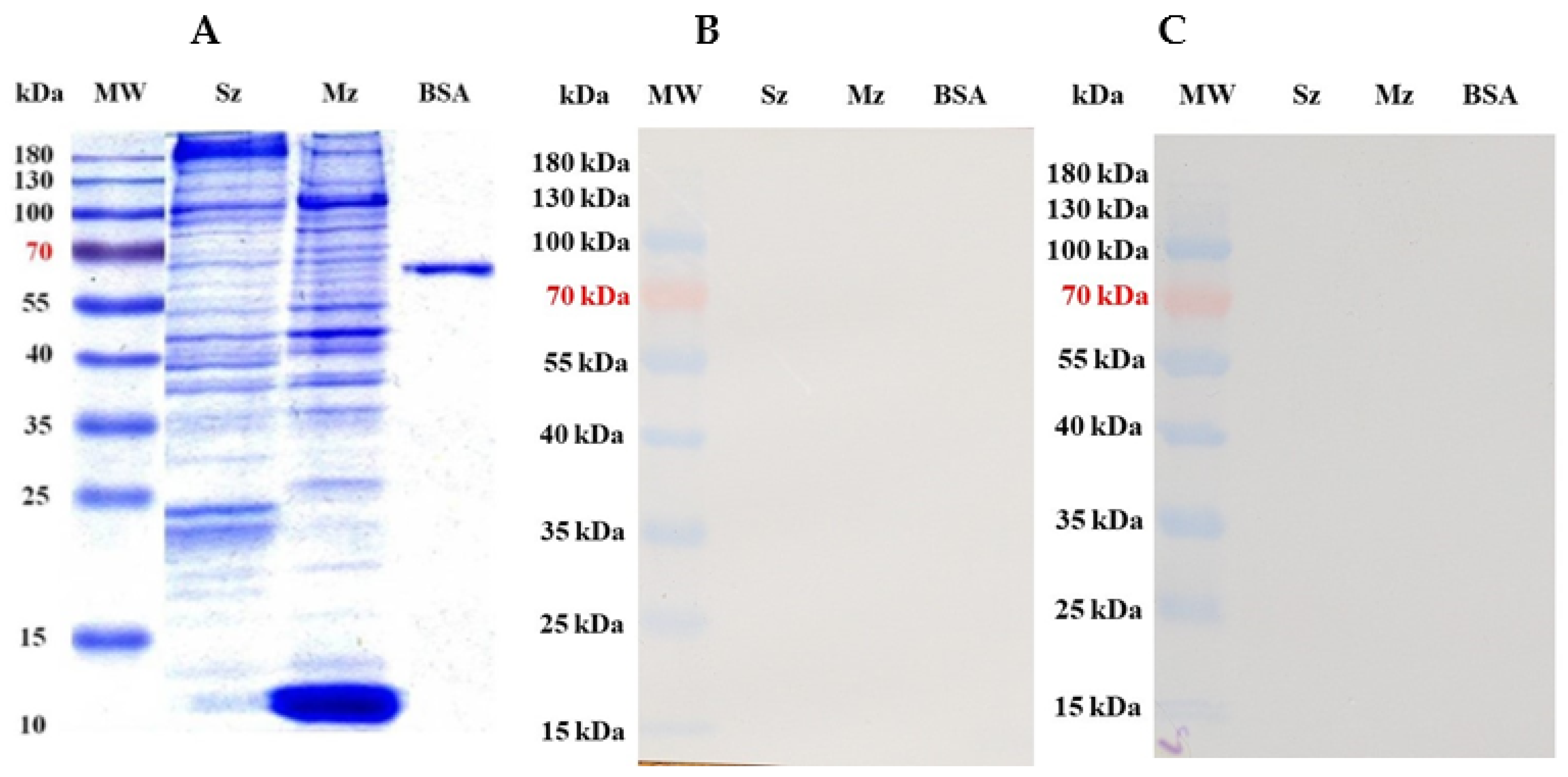 Antibodies 14 00009 g006 Antibodies 14 00009 g006