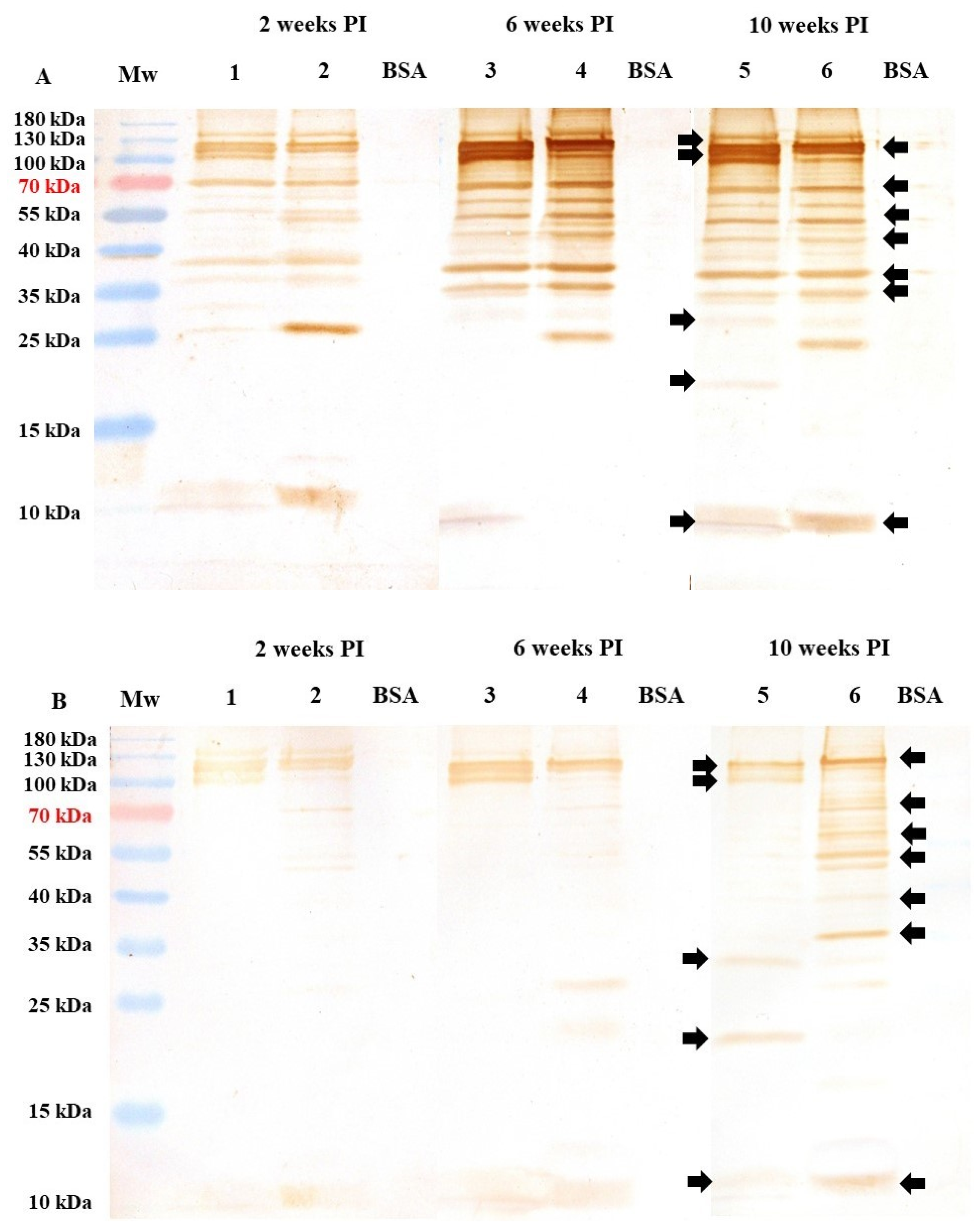 Antibodies 14 00009 g007 Antibodies 14 00009 g007