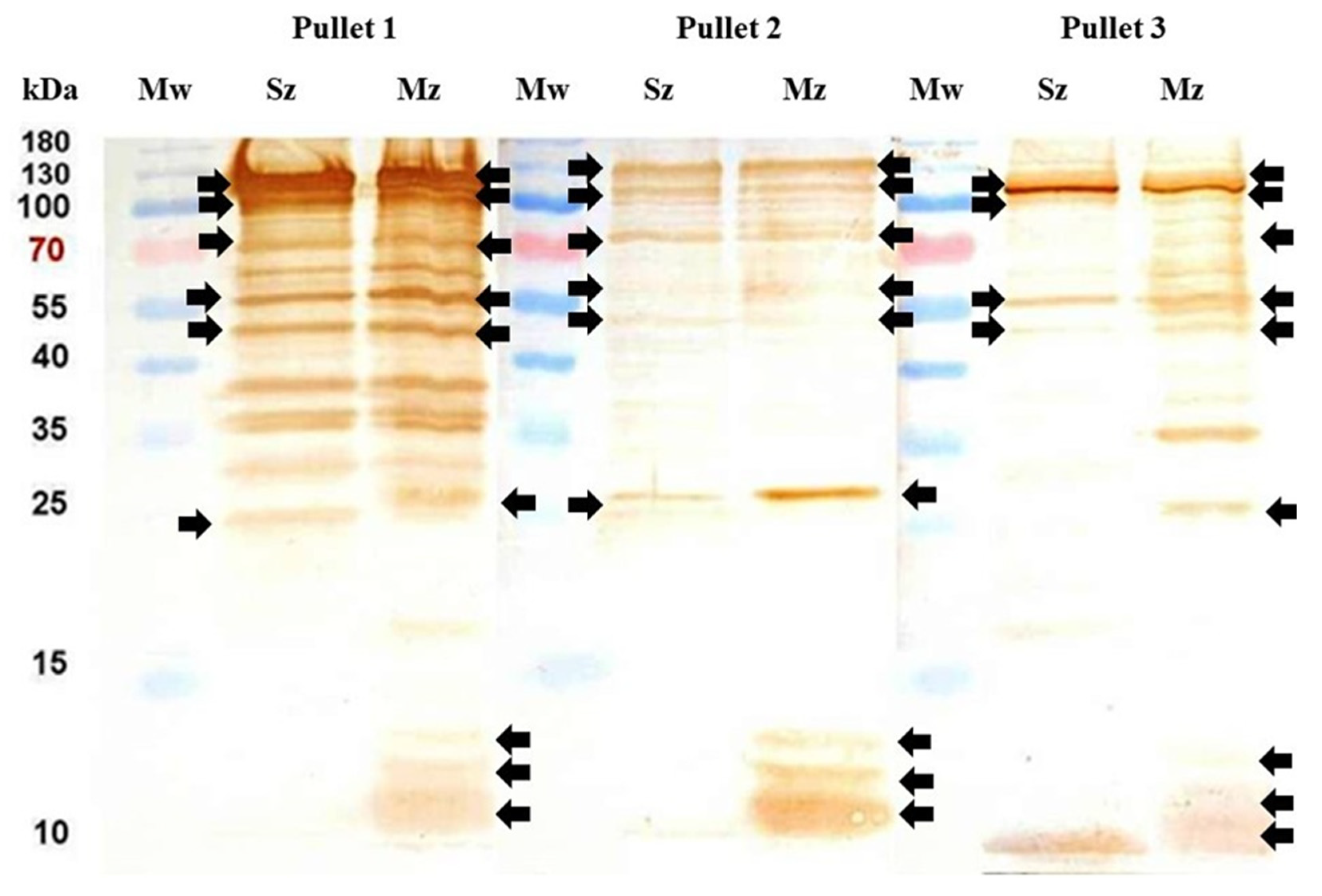 Antibodies 14 00009 g009 Antibodies 14 00009 g009