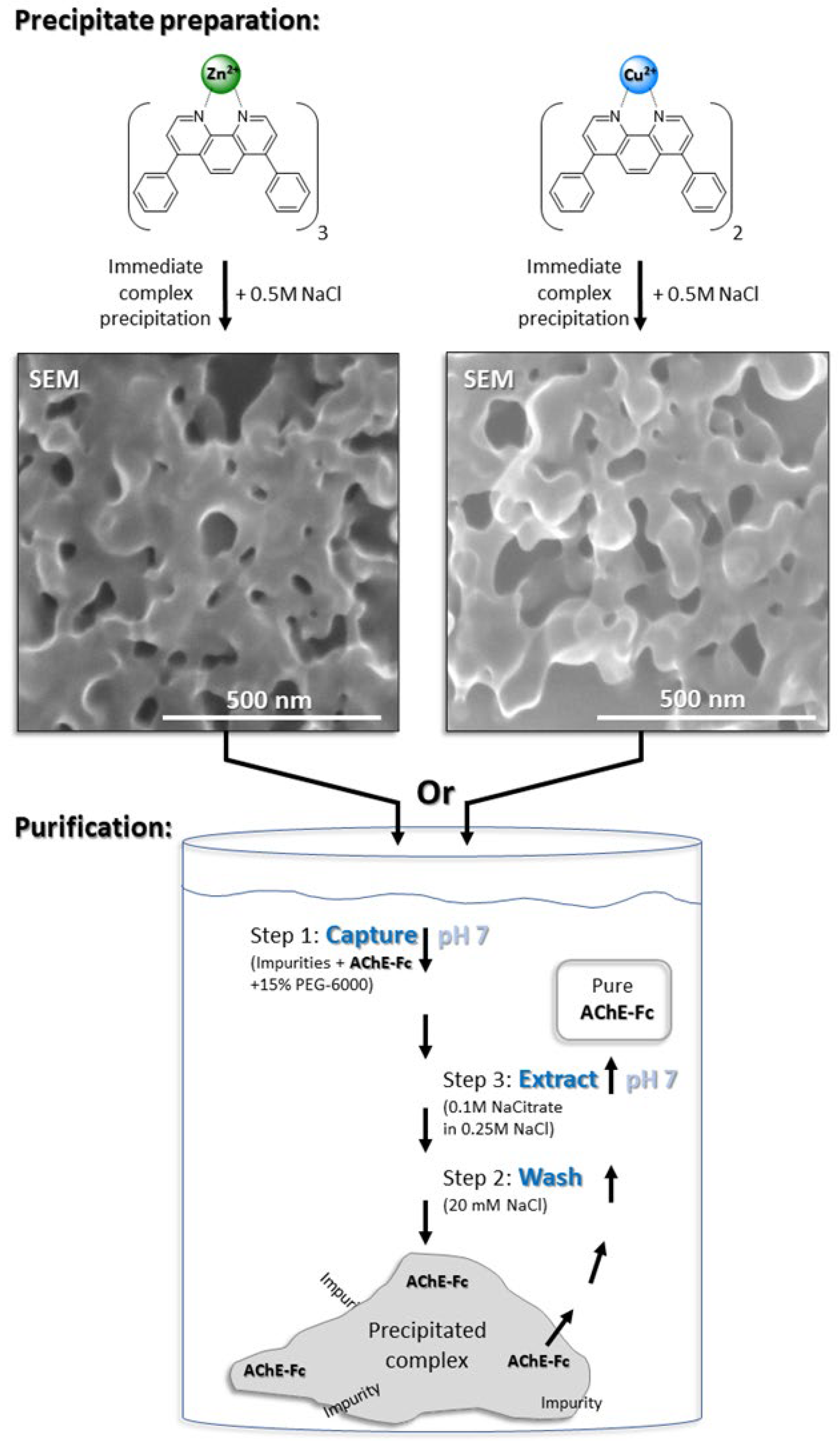 Antibodies 14 00011 g002
