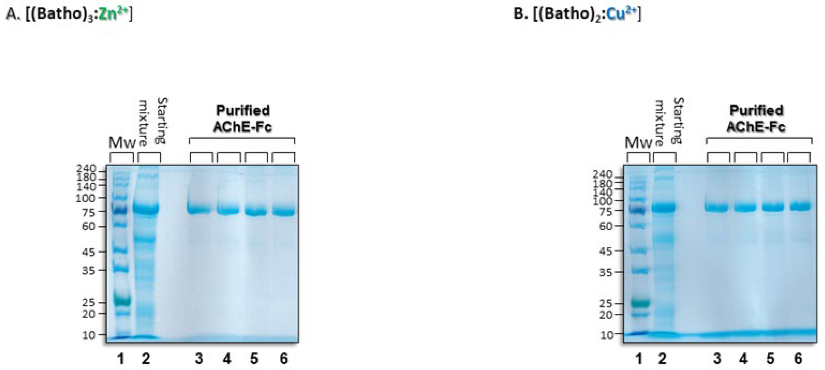Antibodies 14 00011 g003