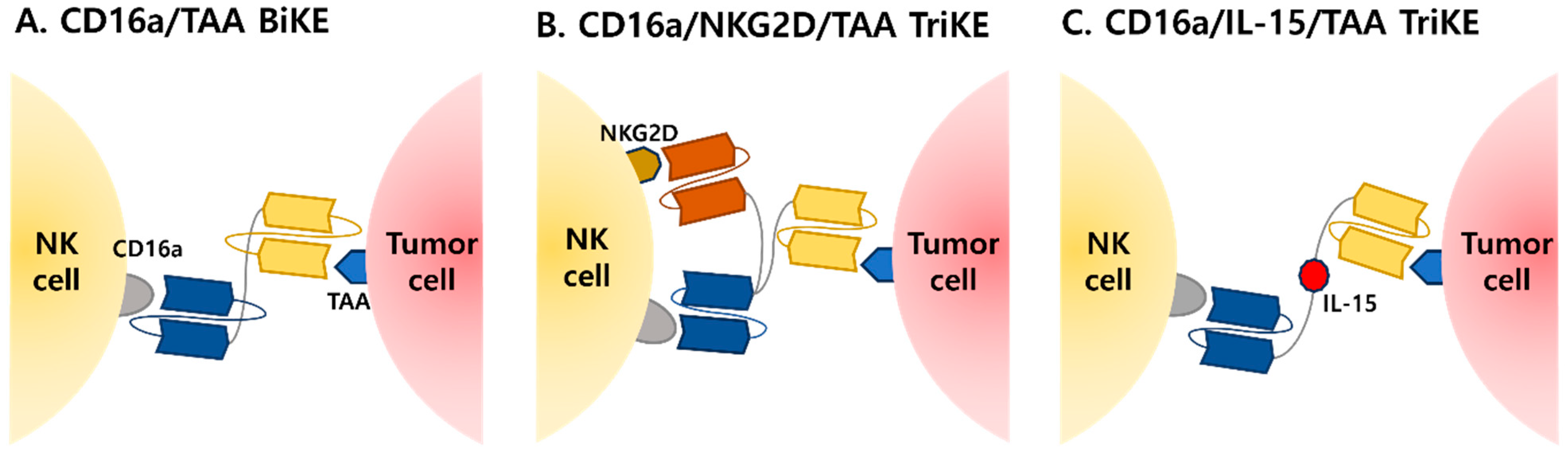 Antibodies 14 00016 g004