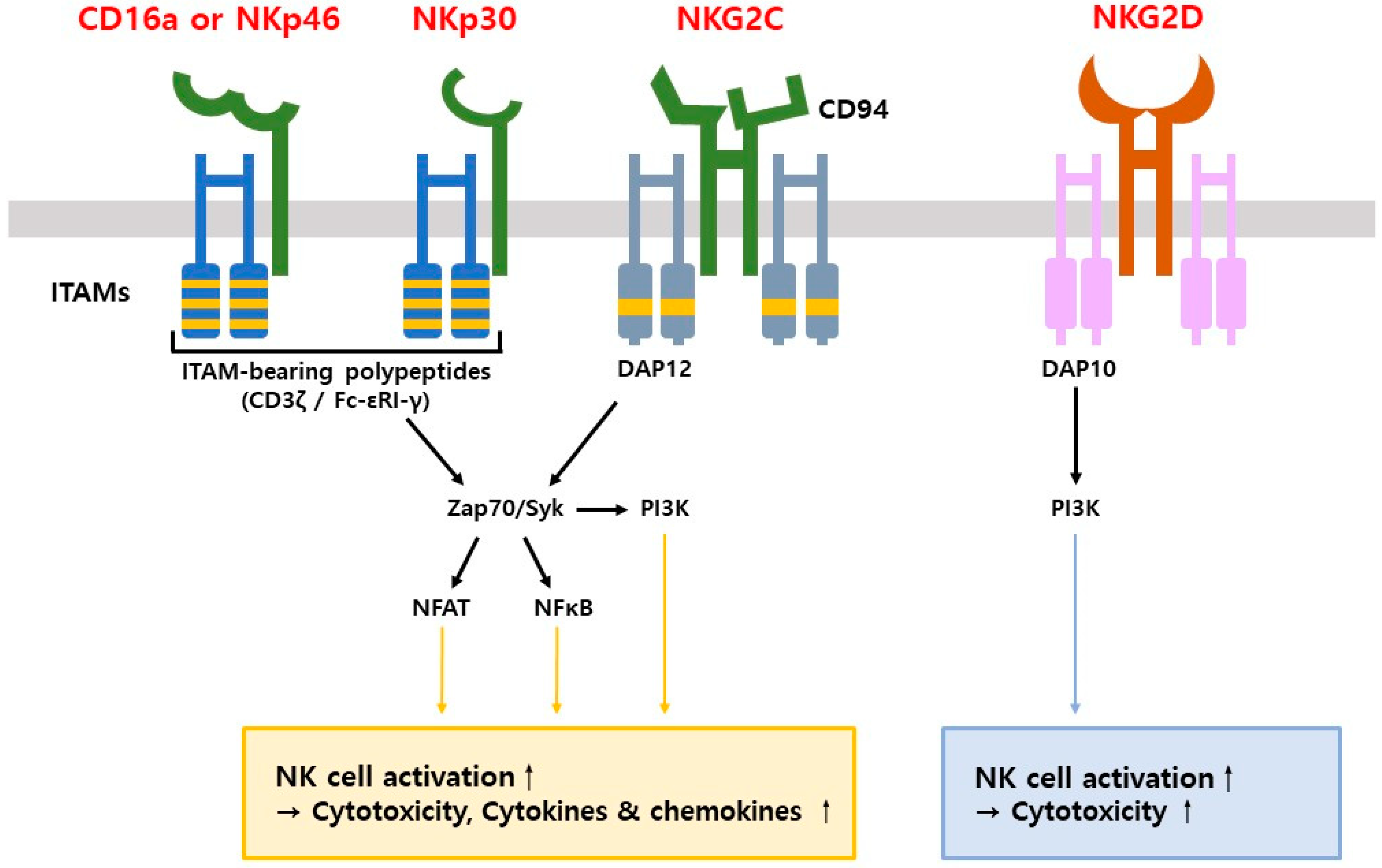 Antibodies 14 00016 g005