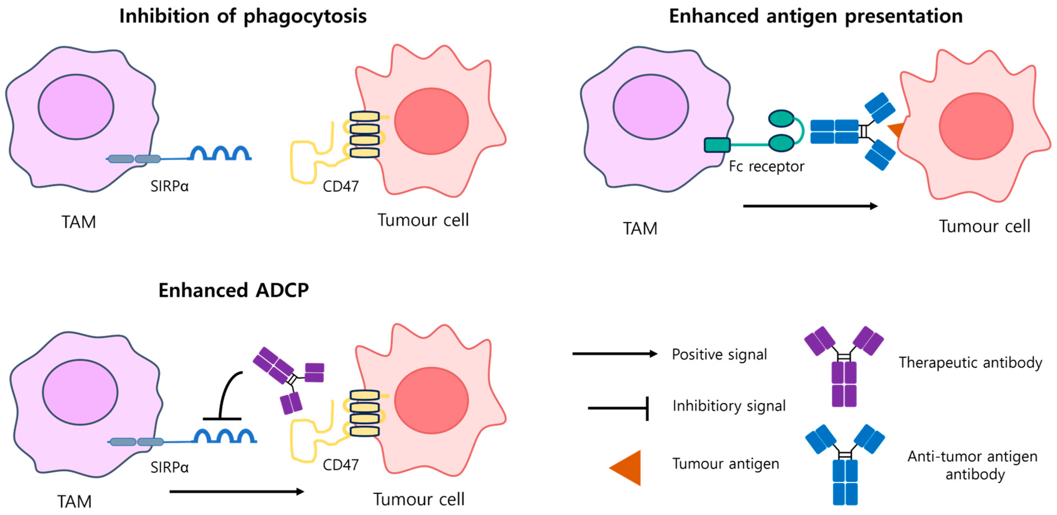 Antibodies 14 00016 g006