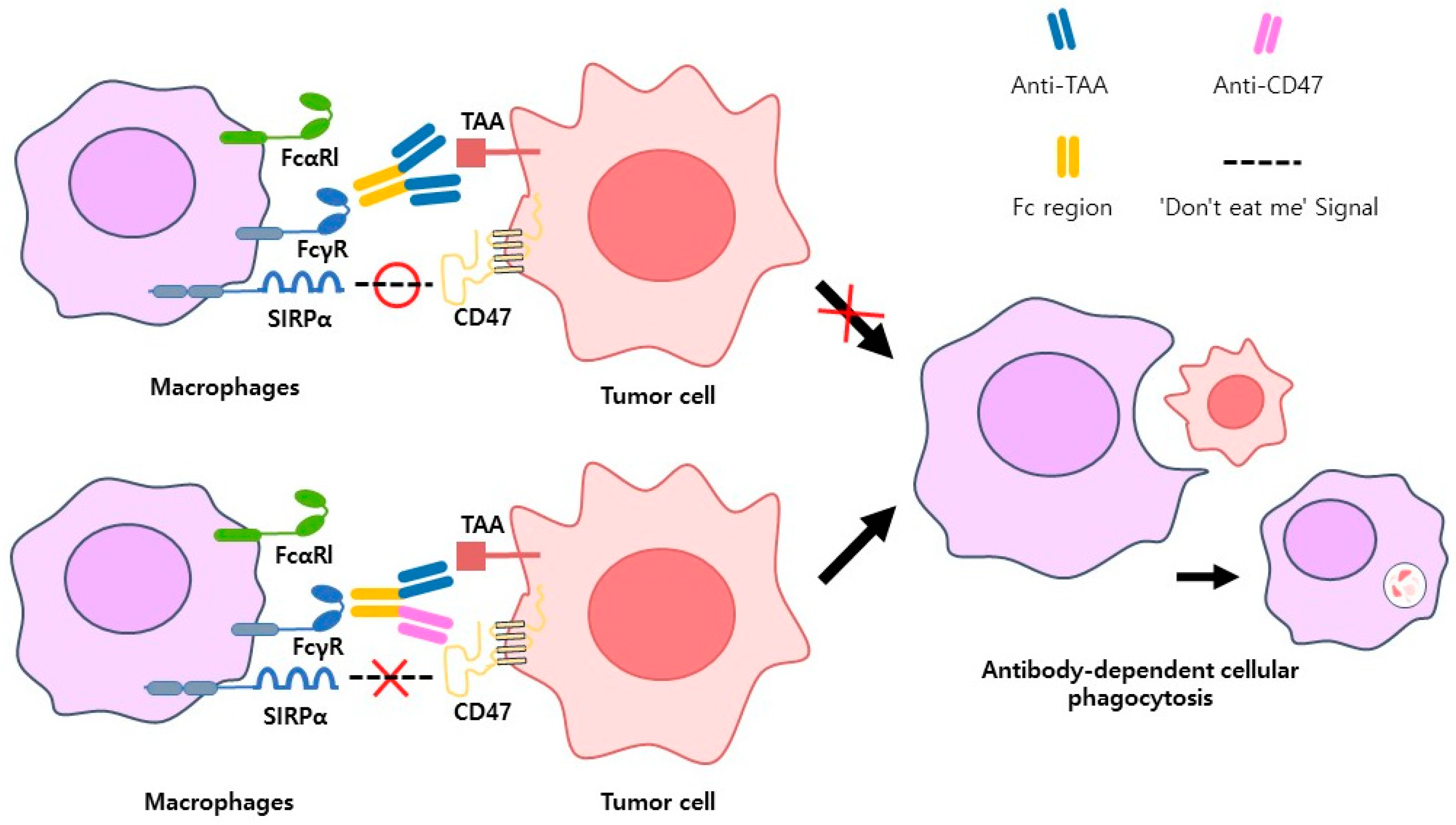 Antibodies 14 00016 g008