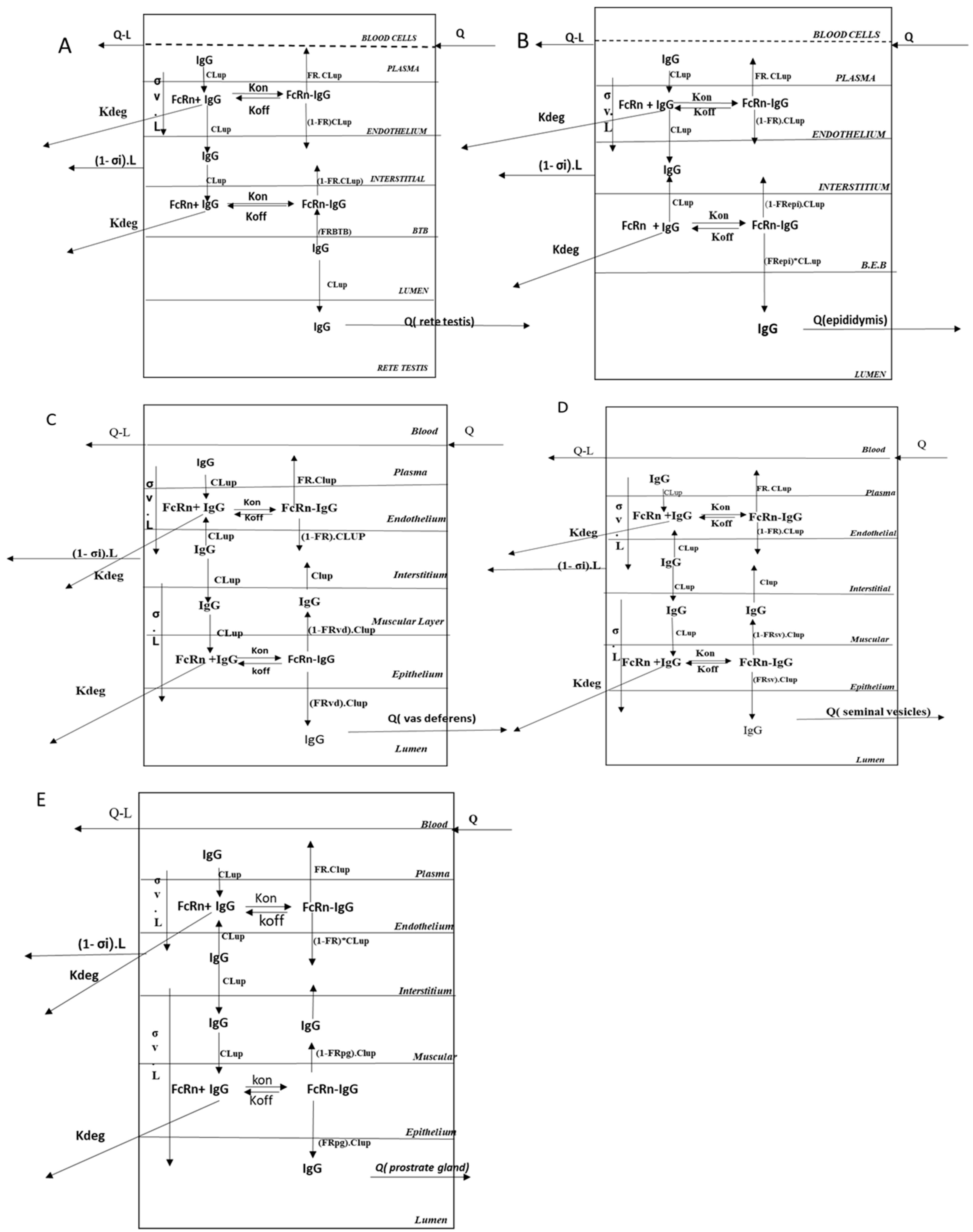 Antibodies 14 00017 g002