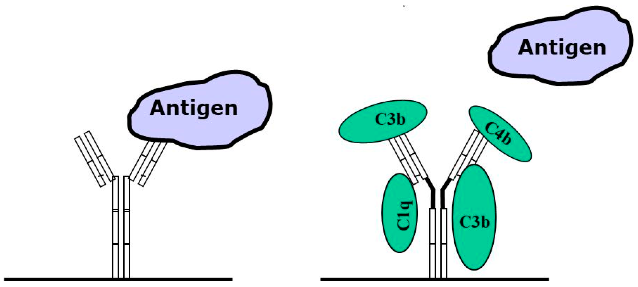 Antibodies 14 00018 g001