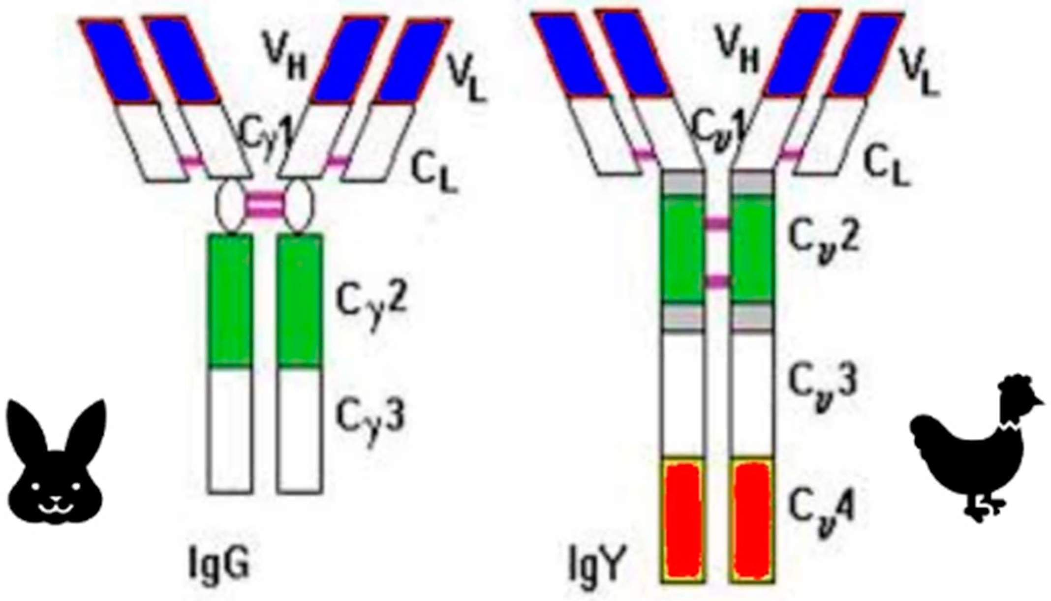 Antibodies 14 00018 g003
