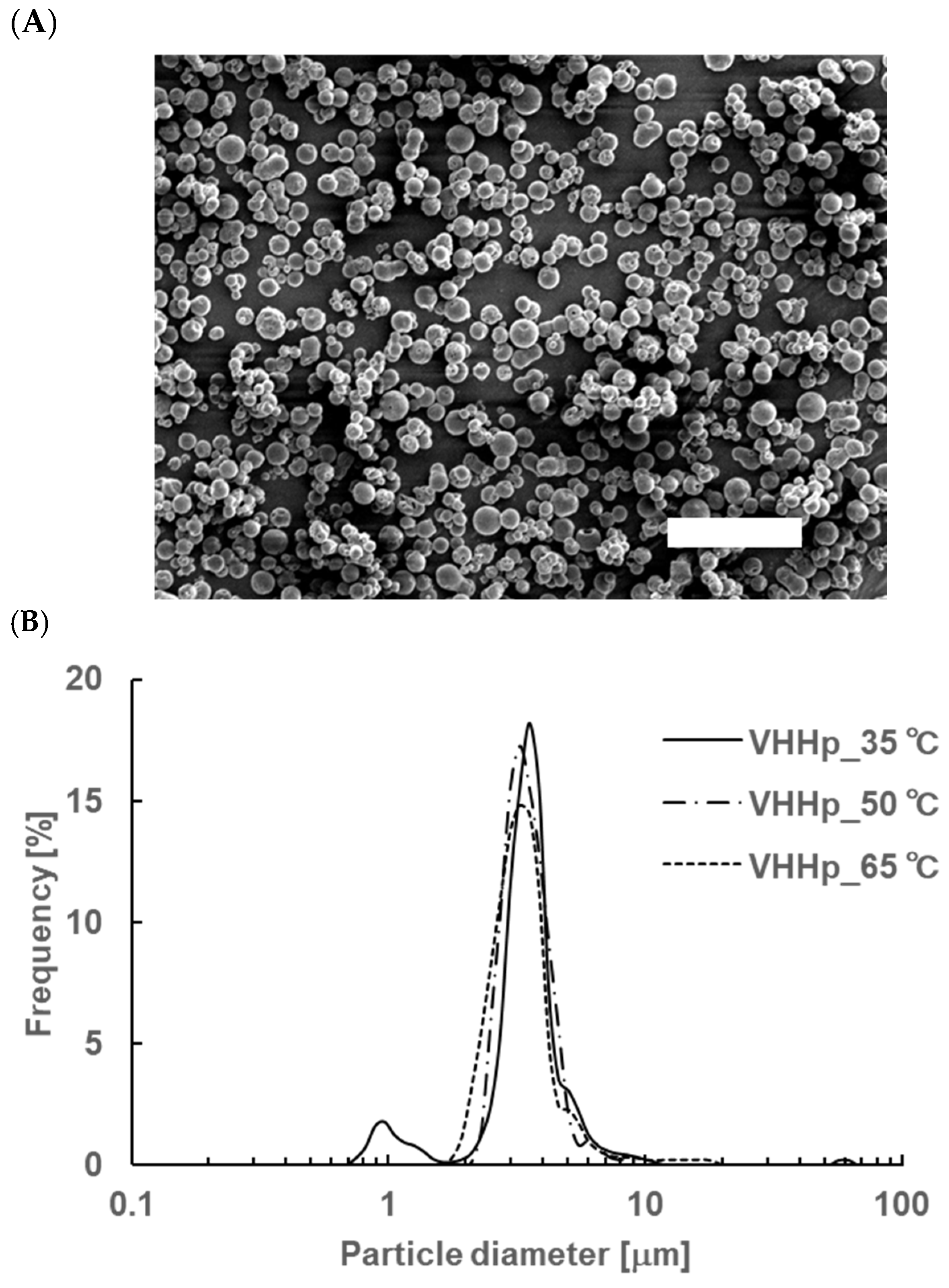 Antibodies 14 00029 g002