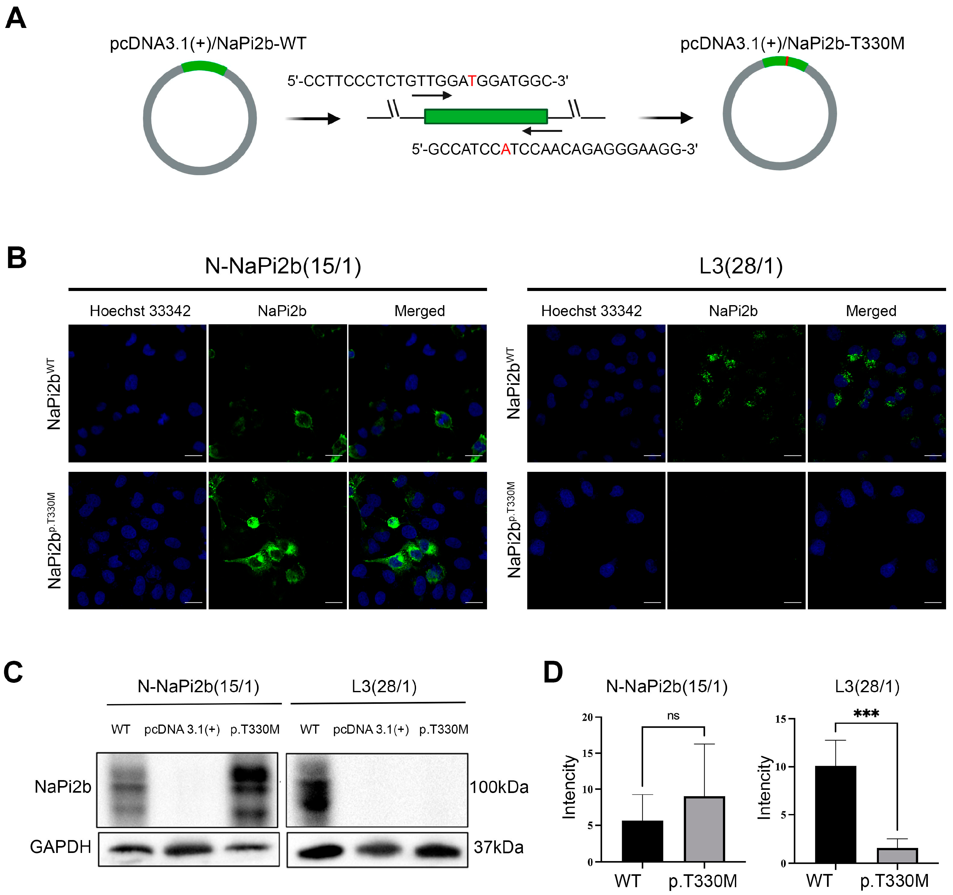 Antibodies 14 00030 g002 Antibodies 14 00030 g002