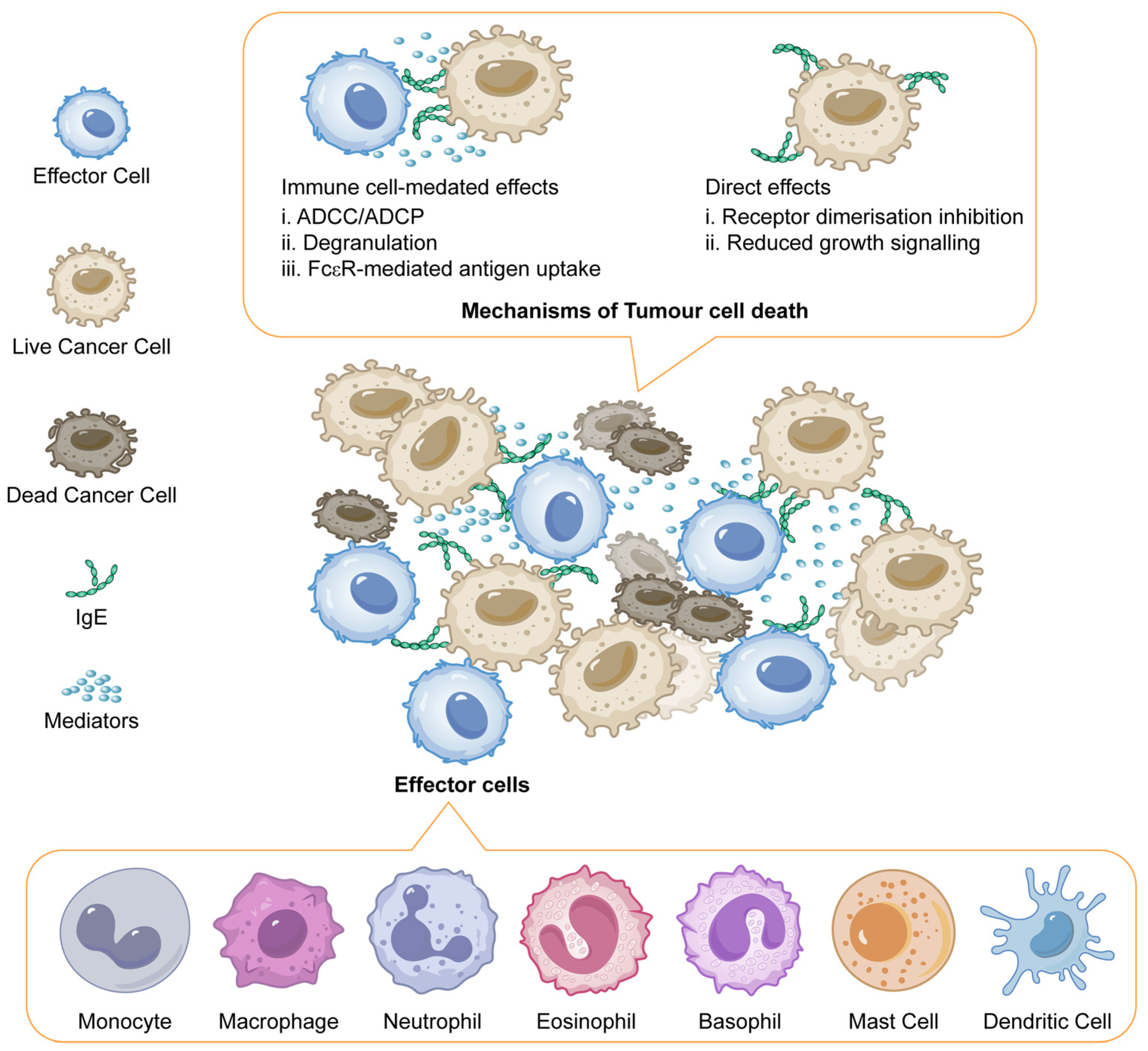 Antibodies 14 00035 g004